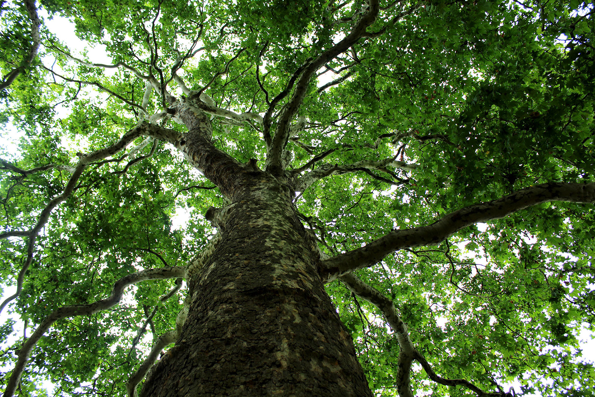 Under the Canopy - London, England