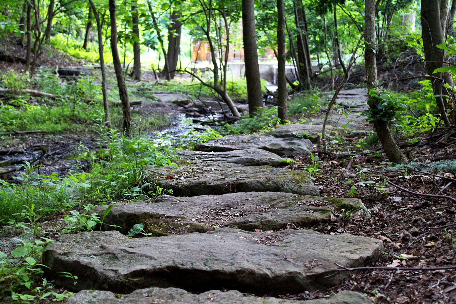 Rocky Path - Schenley Park (Pittsburgh, PA)