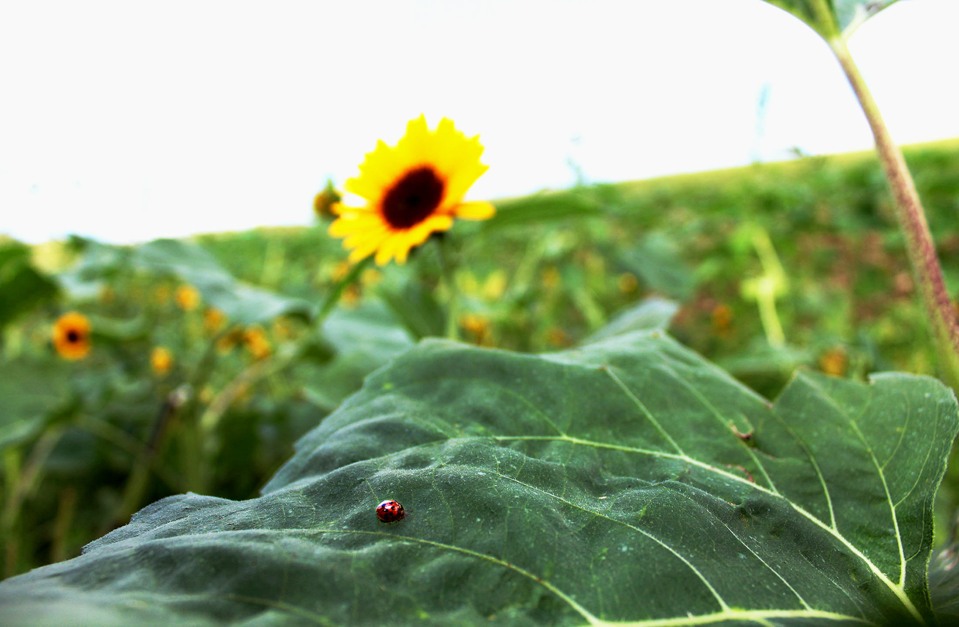 The Garden Guest - Simmon's Farm (McMurray, PA)