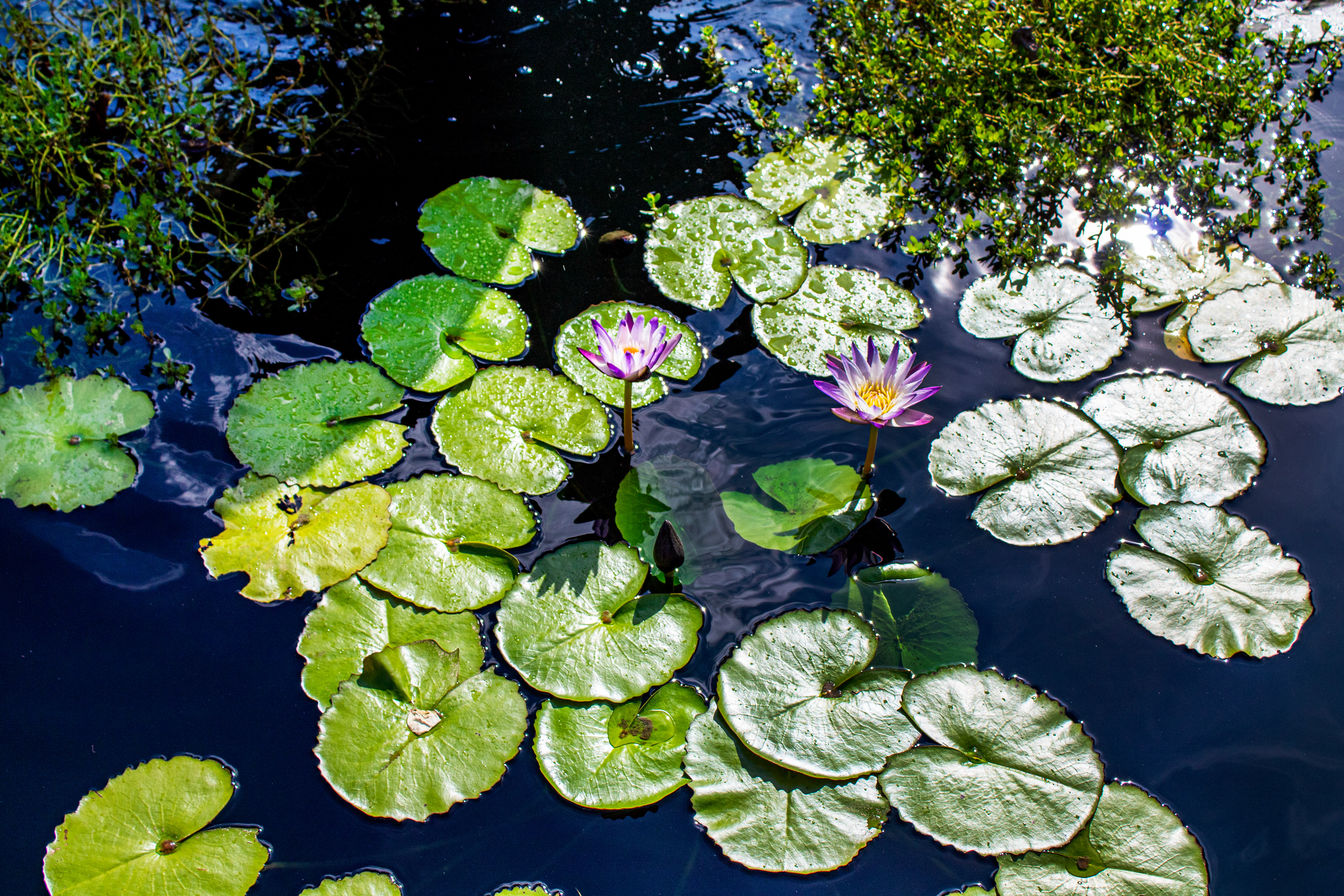 Serene Surface - Ladew Topiary Gardens (Monkton, MD)