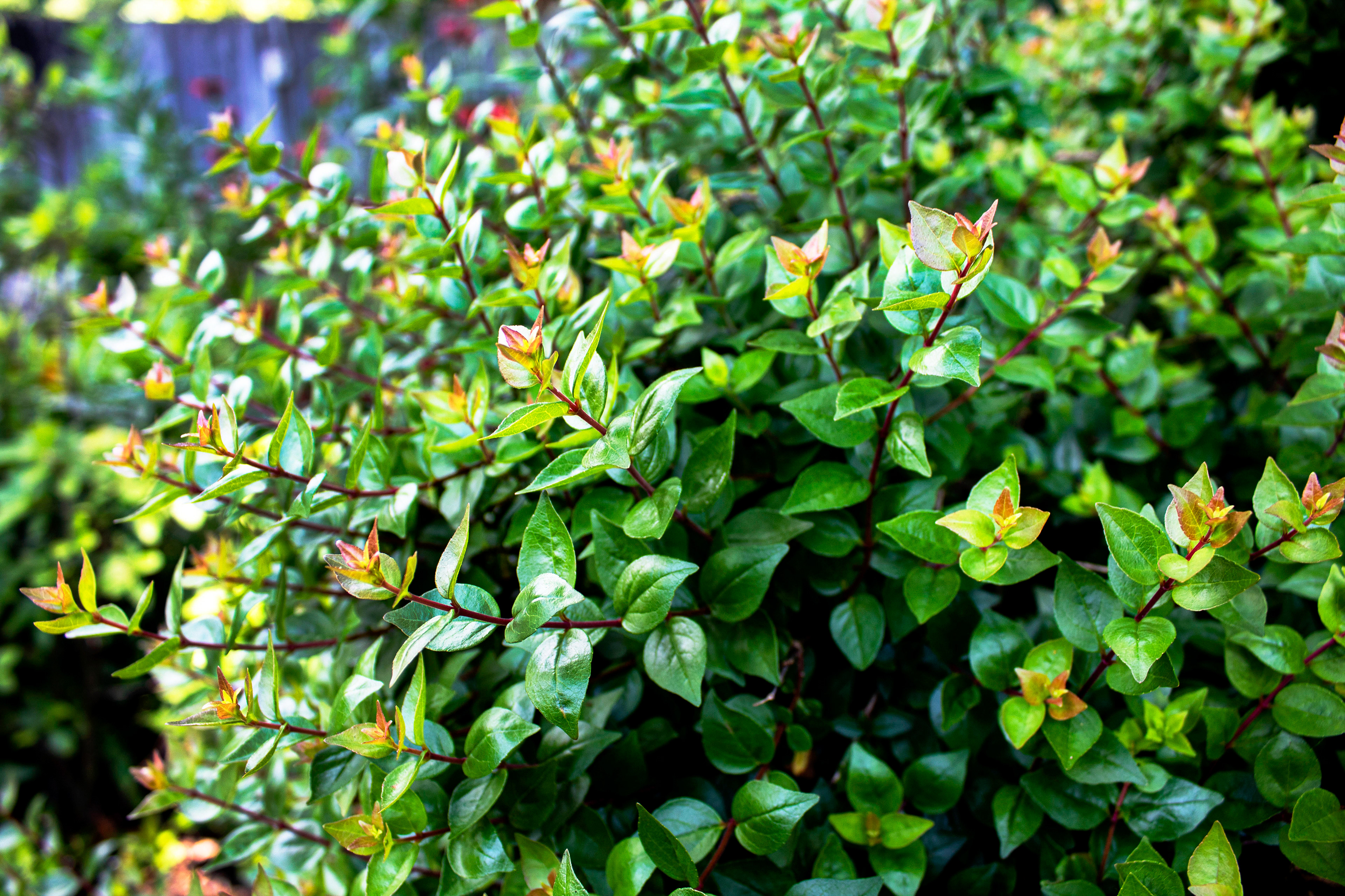 A Love for Greenery - Green Spring Gardens (Alexandria, VA)