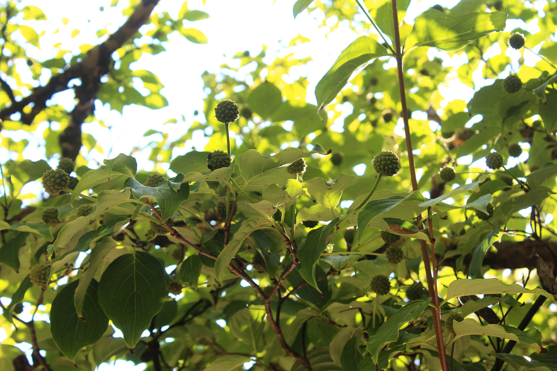 The Promise of Spring - Bishop's Garden (Washington D.C.)