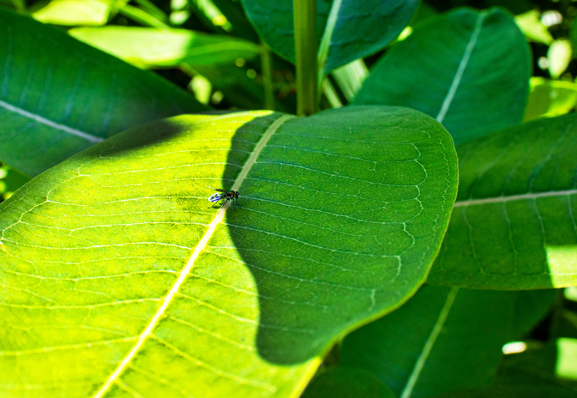 The Little Explorer - Green Spring Gardens (Alexandria, VA)