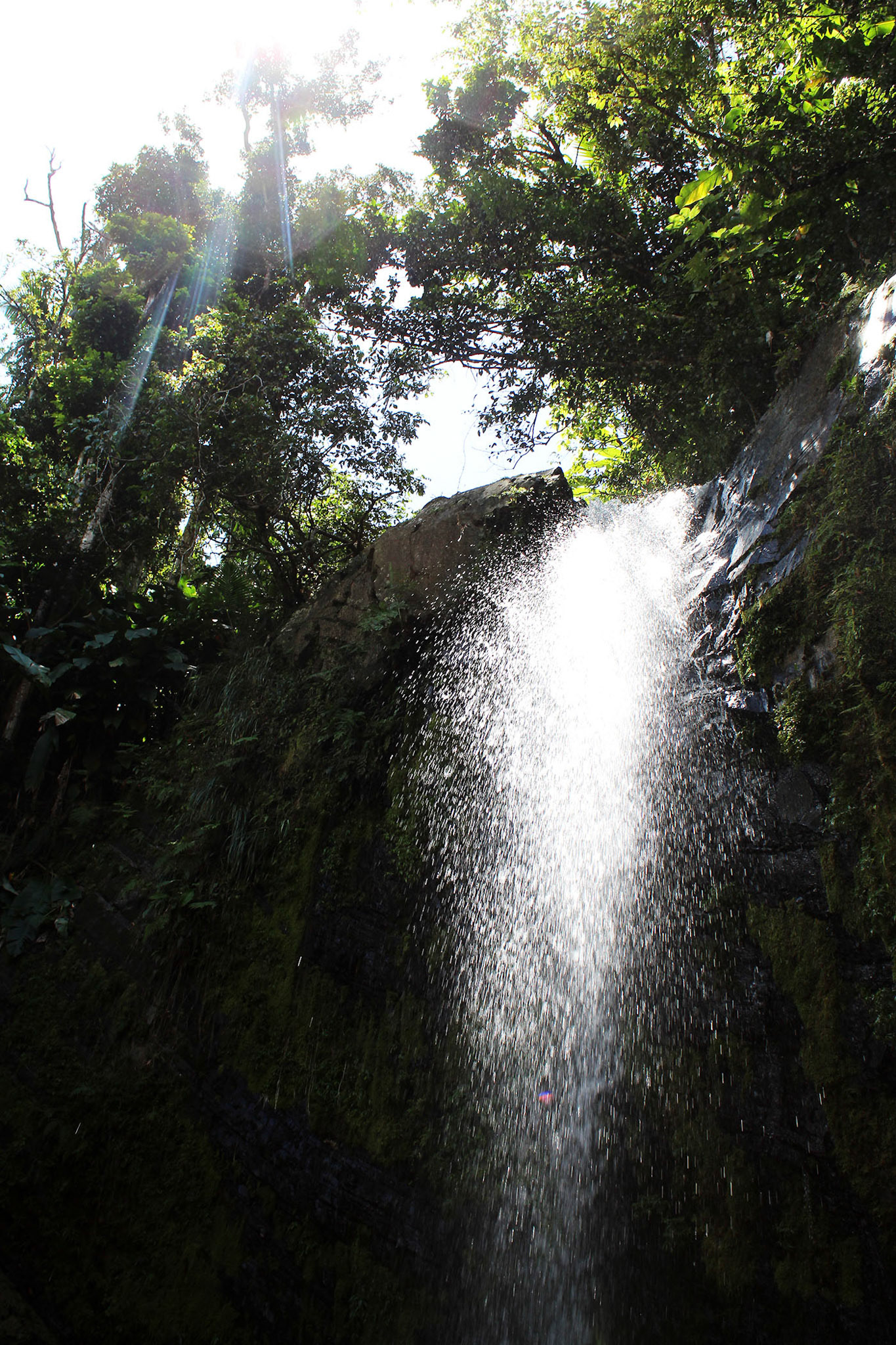Cascade of Calm - El Yunque (Puerto Rico)