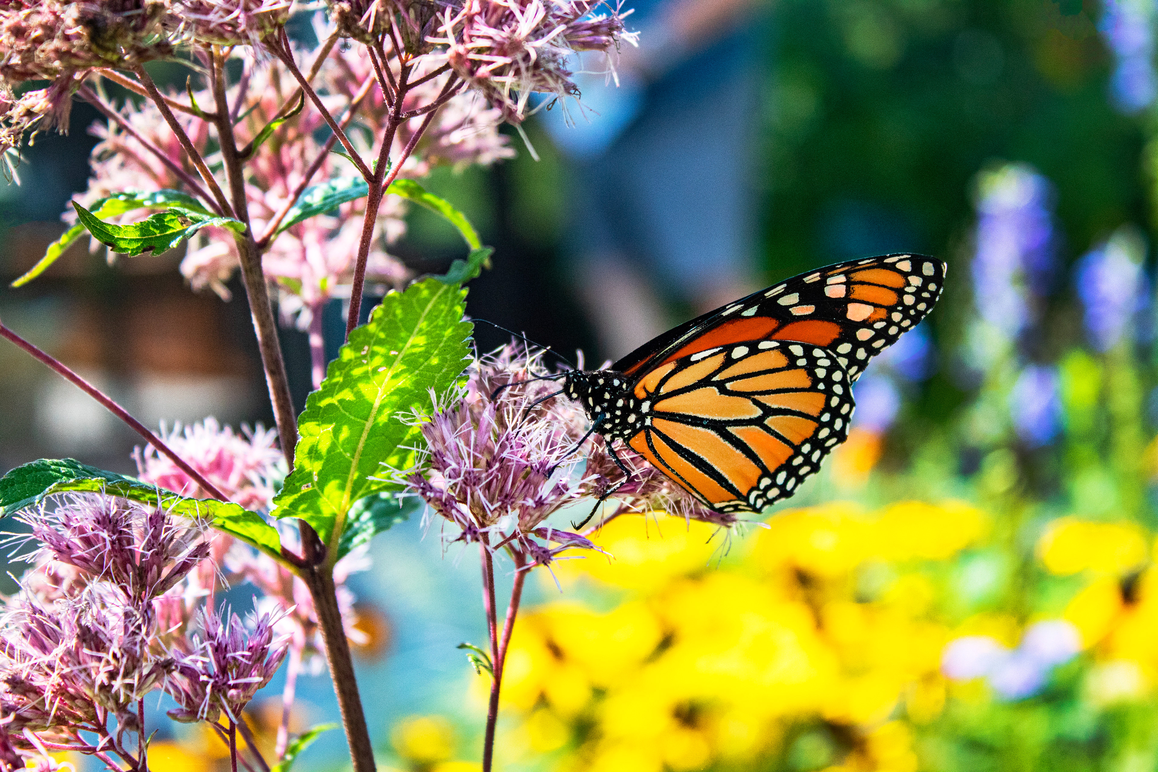 Garden Glory - Ladew Topiary Gardens (Monkton, MD)