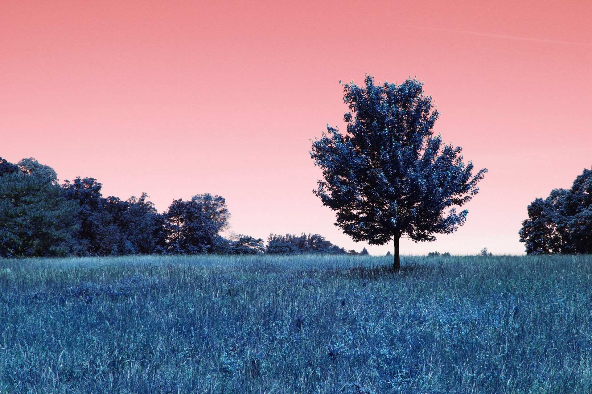 The Lone Tree - National Arboretum (Washington D.C.)