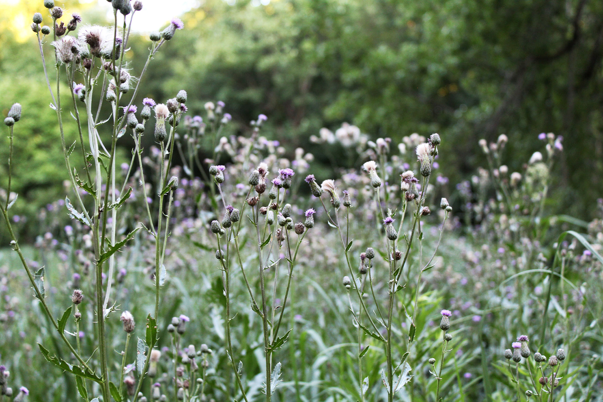 Purple Life - Schenley Park (Pittsburgh, PA)