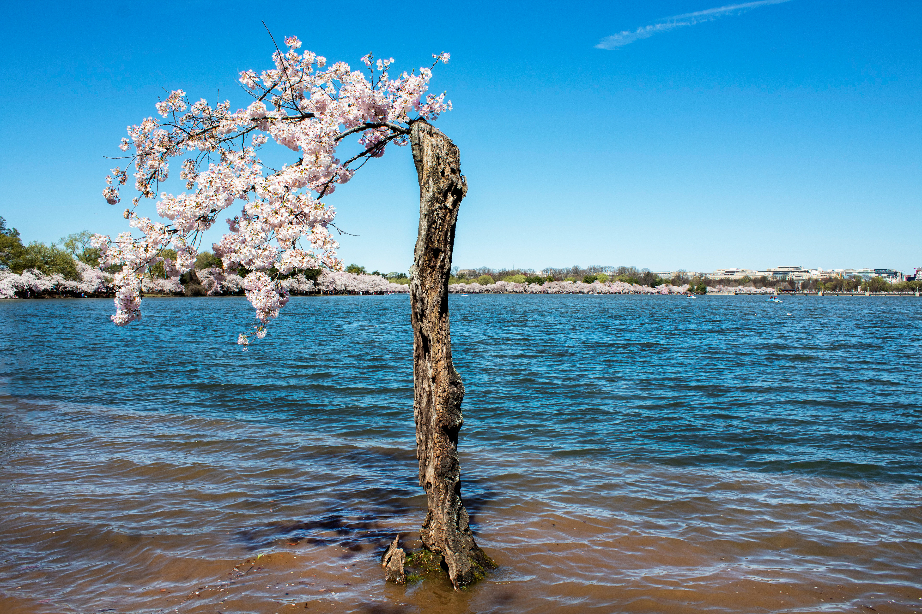 Stumpy - Washington D.C.