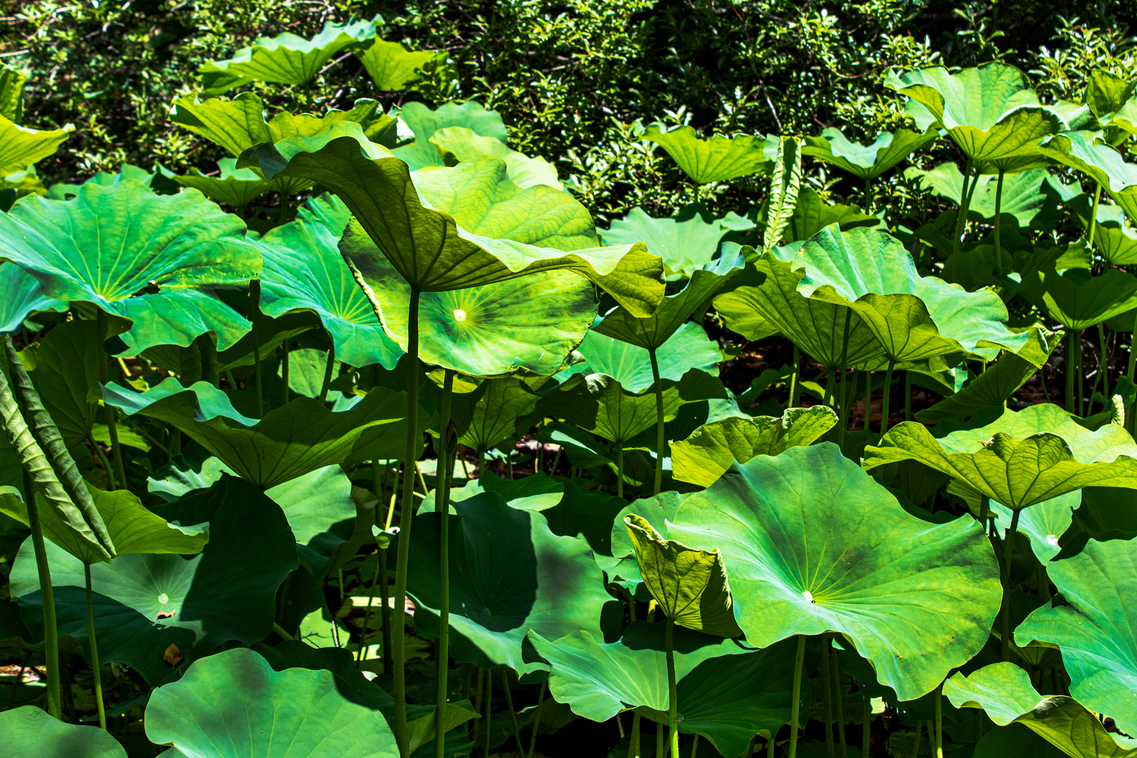Leafy Shade - Green Spring Gardens (Alexandria, VA)
