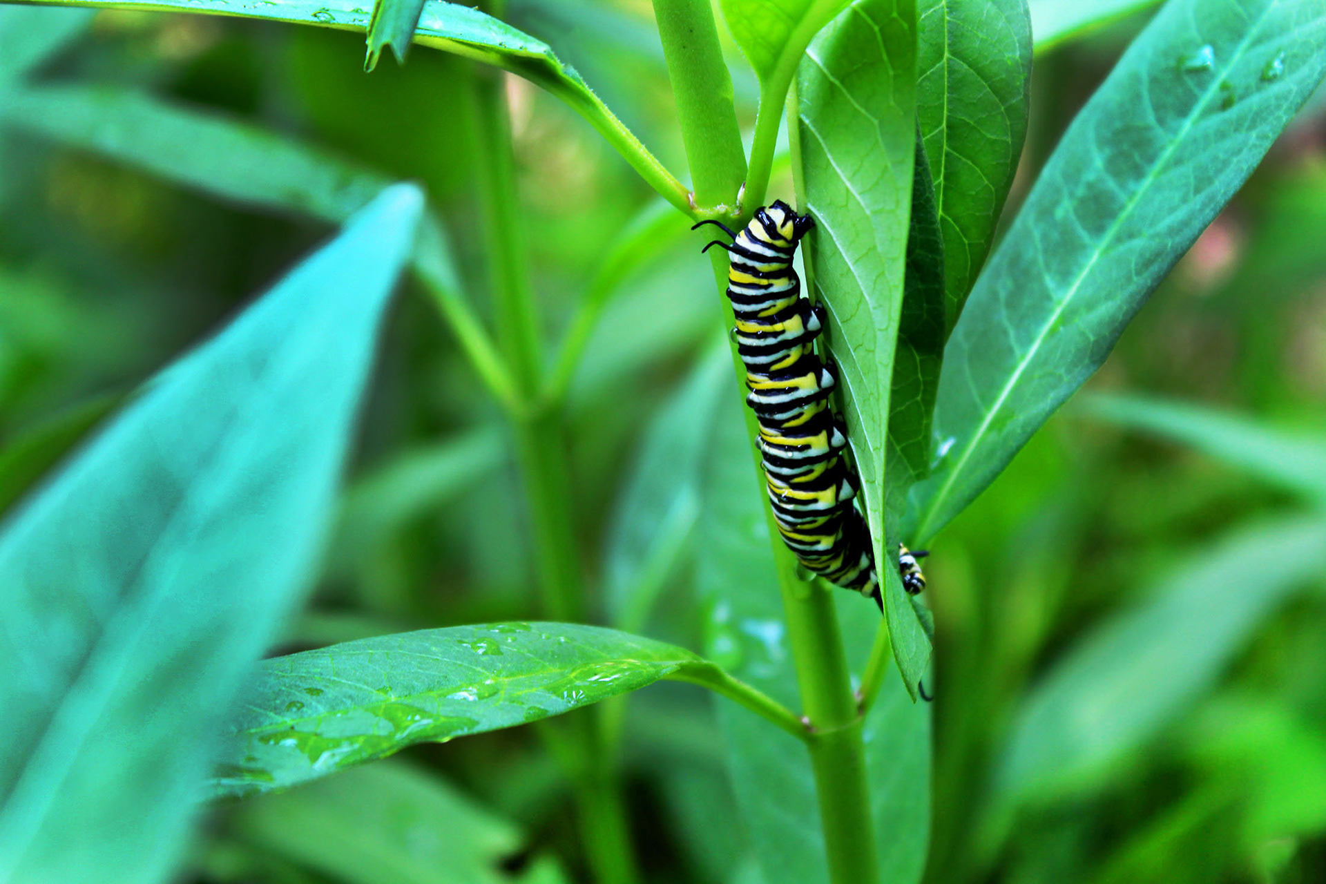 A Munching Friend - Mom's Garden (Burke, VA)