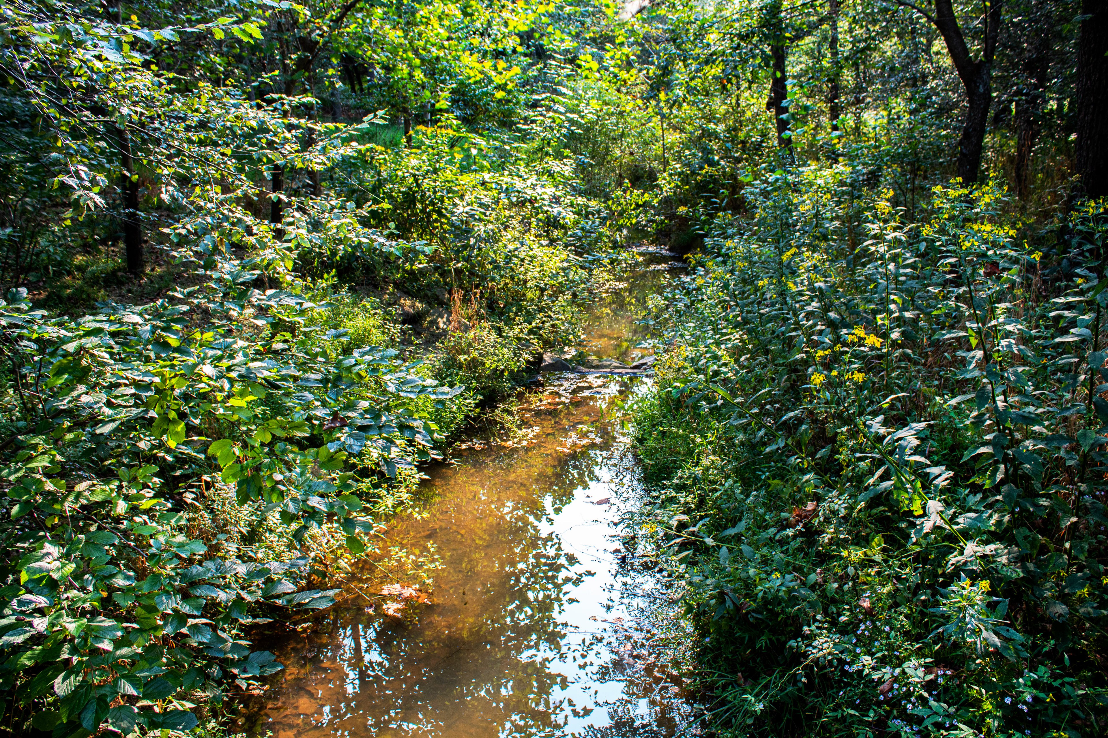 Green Glory - Glenstone Gardens (Travilah, MD)
