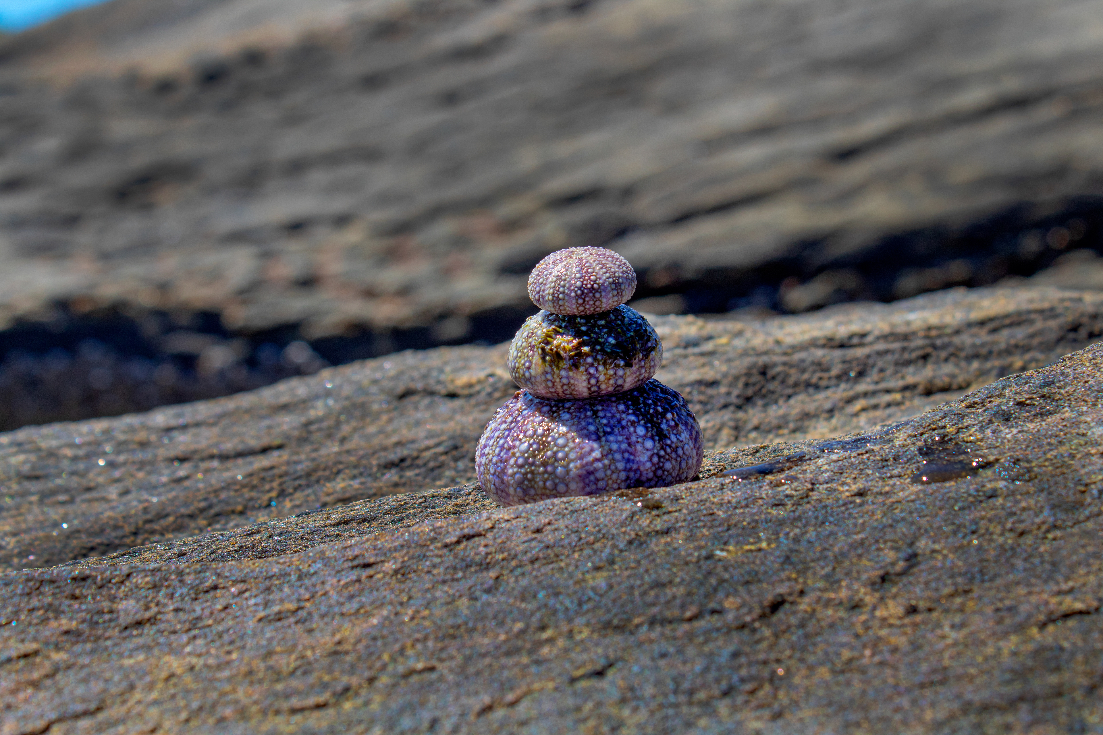 Shellman - Bristol, ME