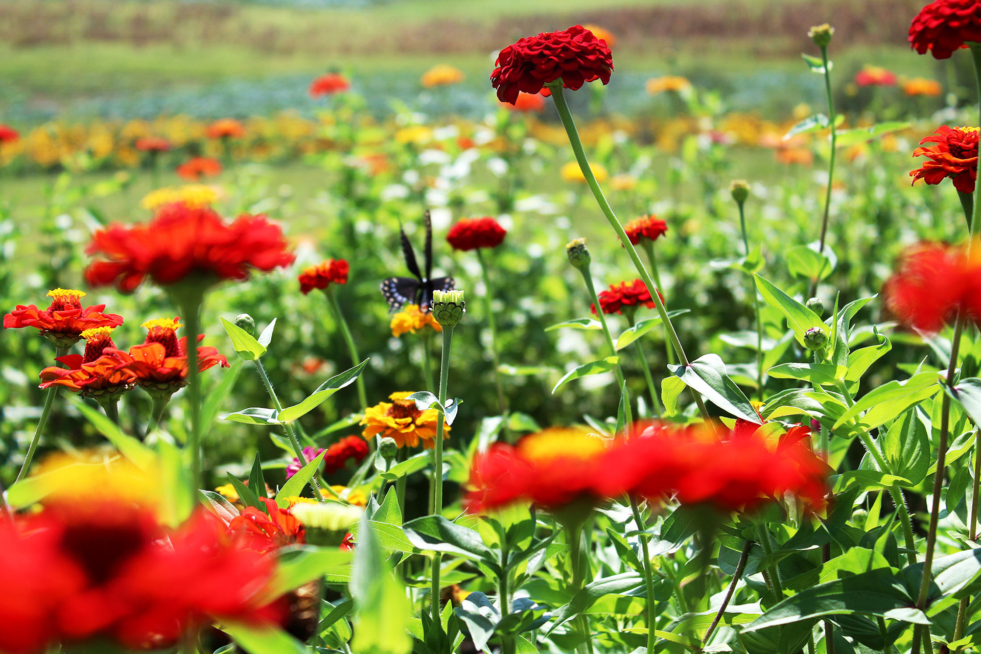 Ruby Flutter - Simmon's Farm (McMurray, PA)