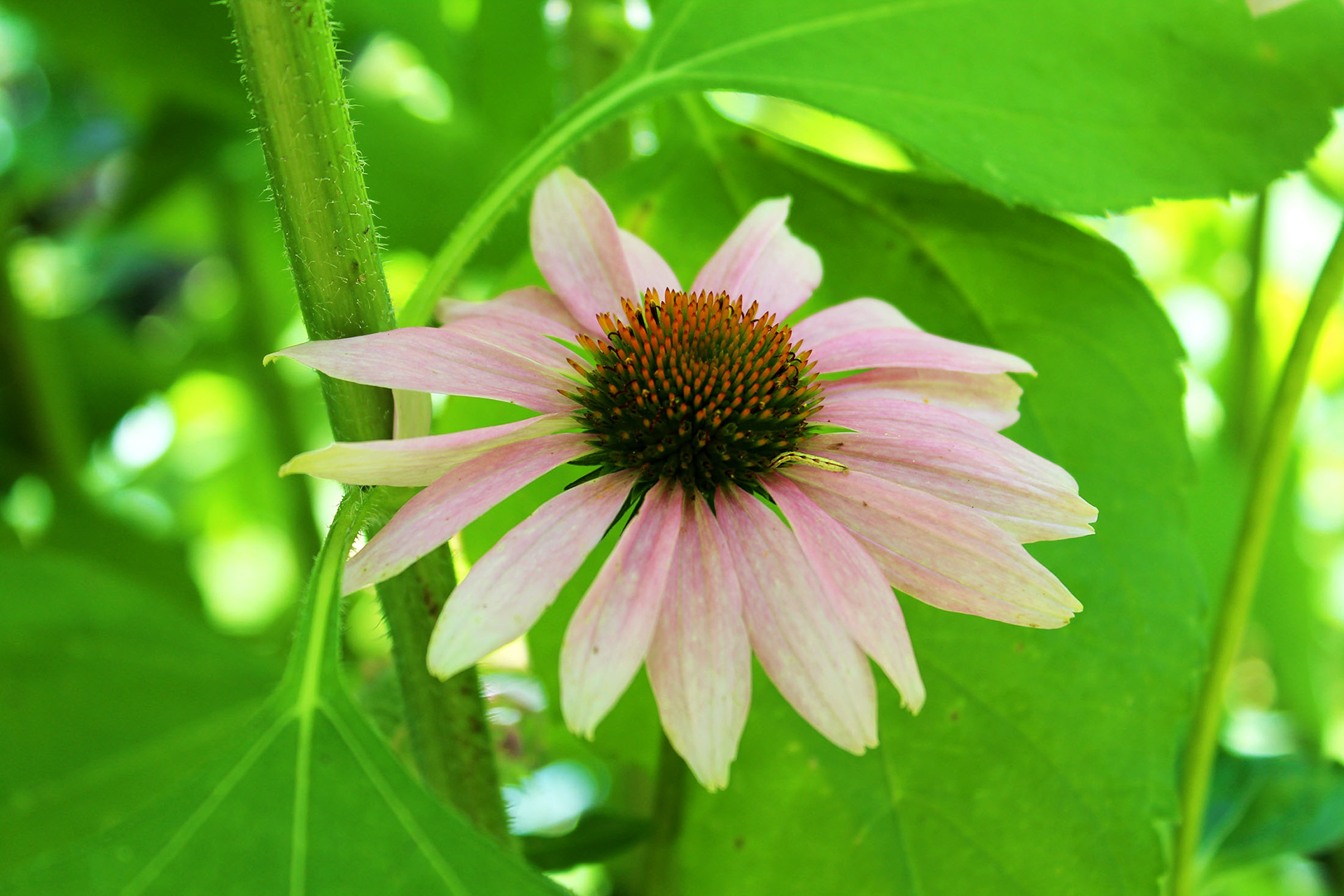 Blush - Mom's Garden (Burke, VA)