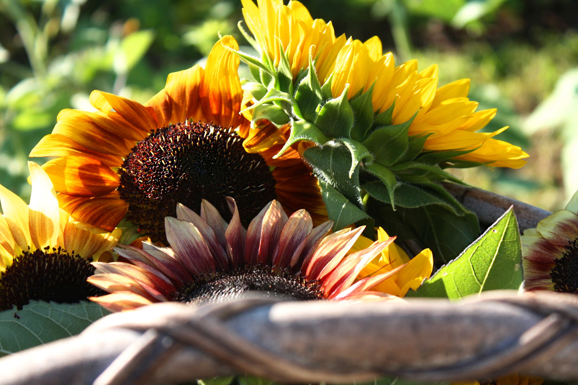 The Sunshine Basket - Burnside Farms (Nokesville, VA)