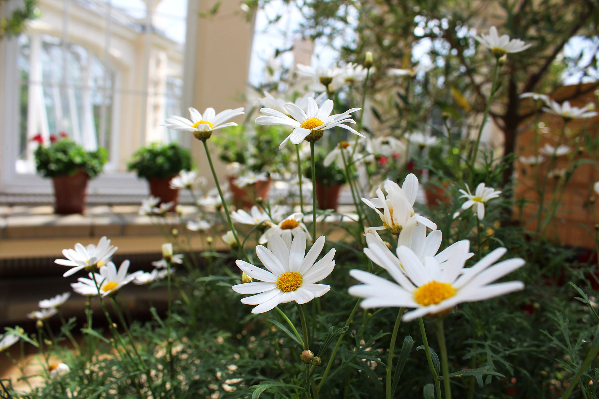 Dancing Daisies - Kew Gardens (England)