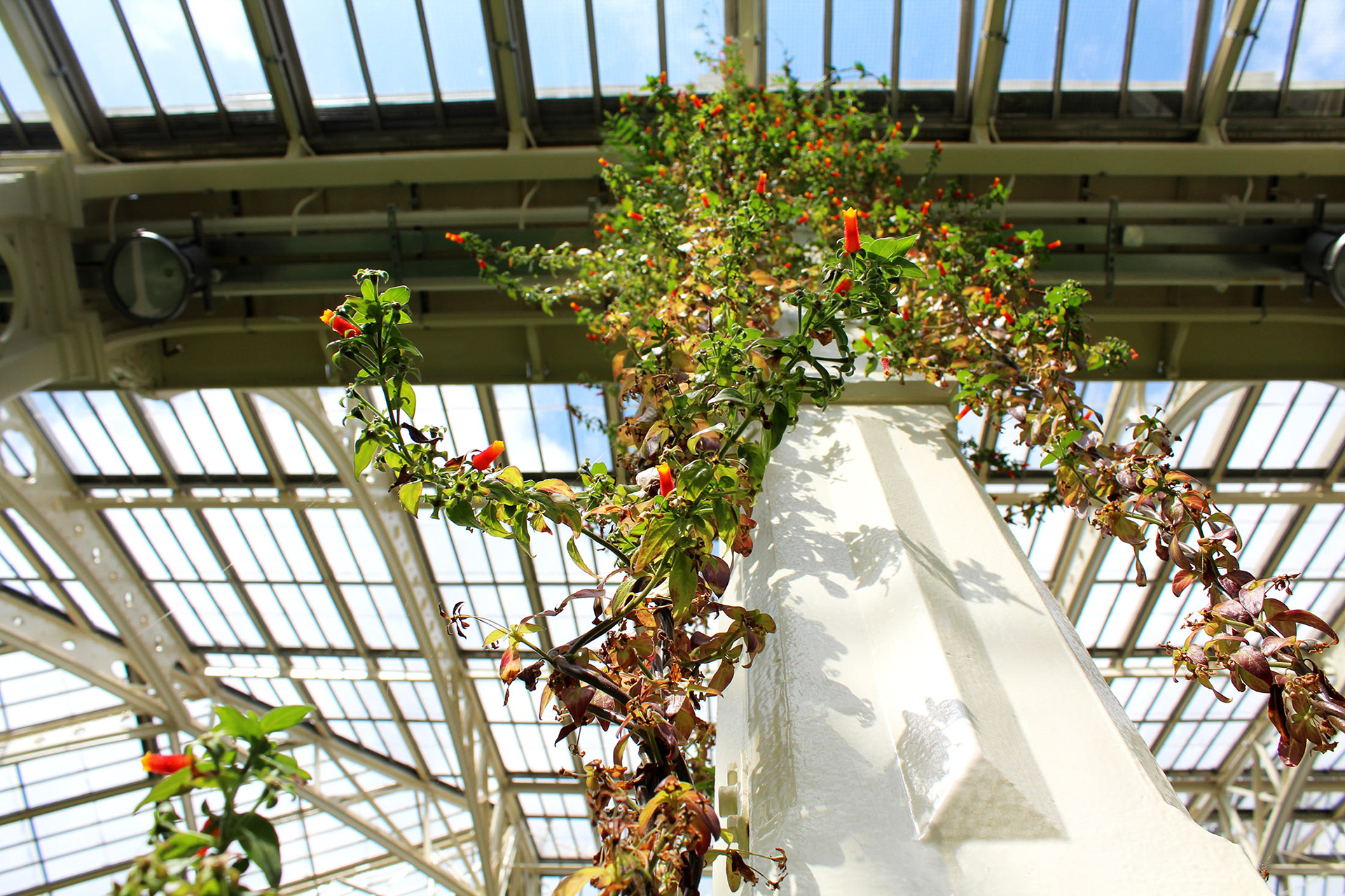 Spiral Blossom - Kew Gardens (England)
