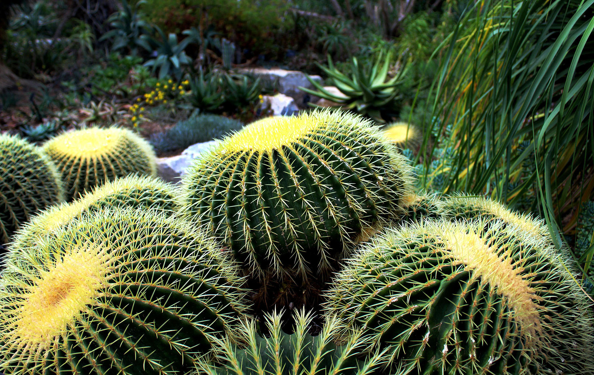 Cushion Cacti - Kew Gardens (England)