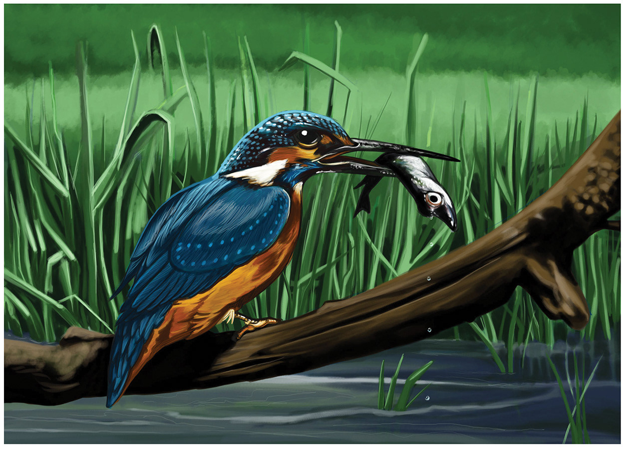 Kingfisher study