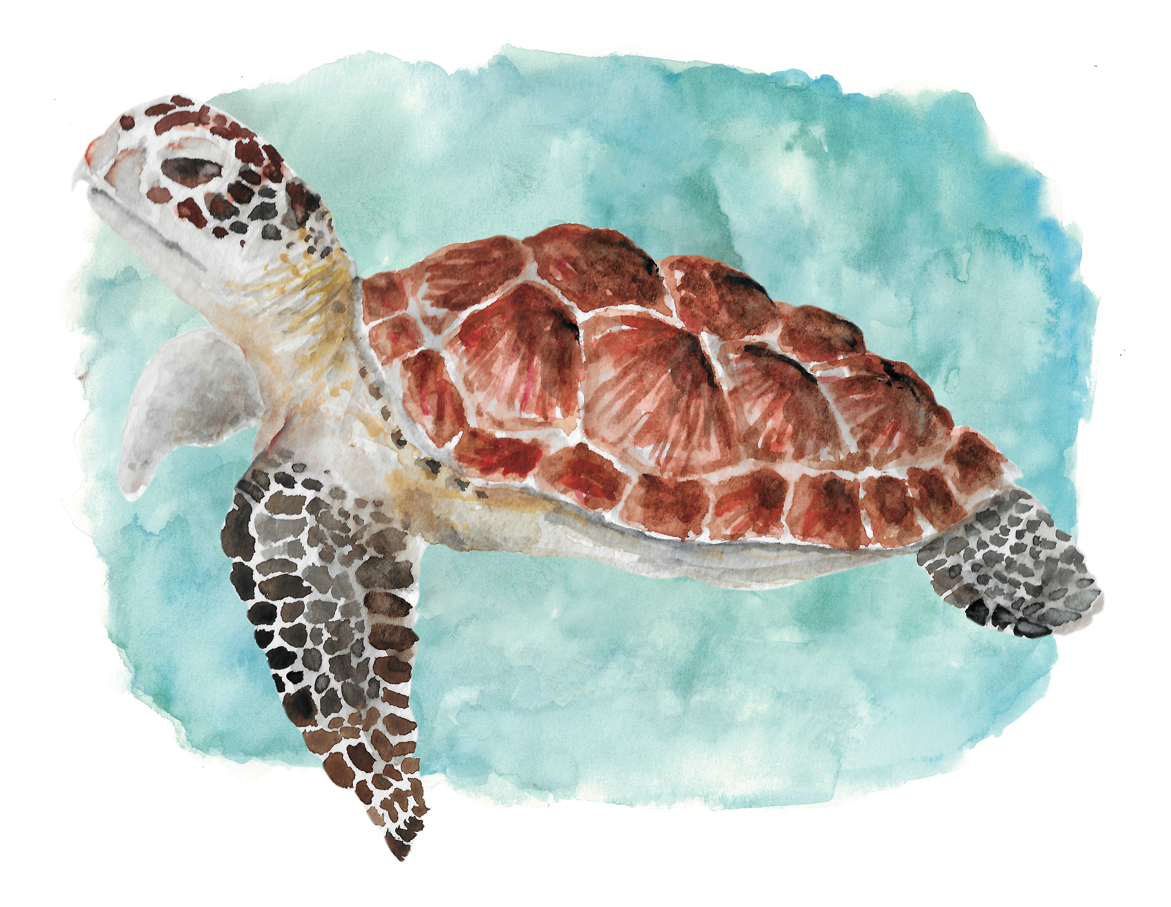 Sea Turtle