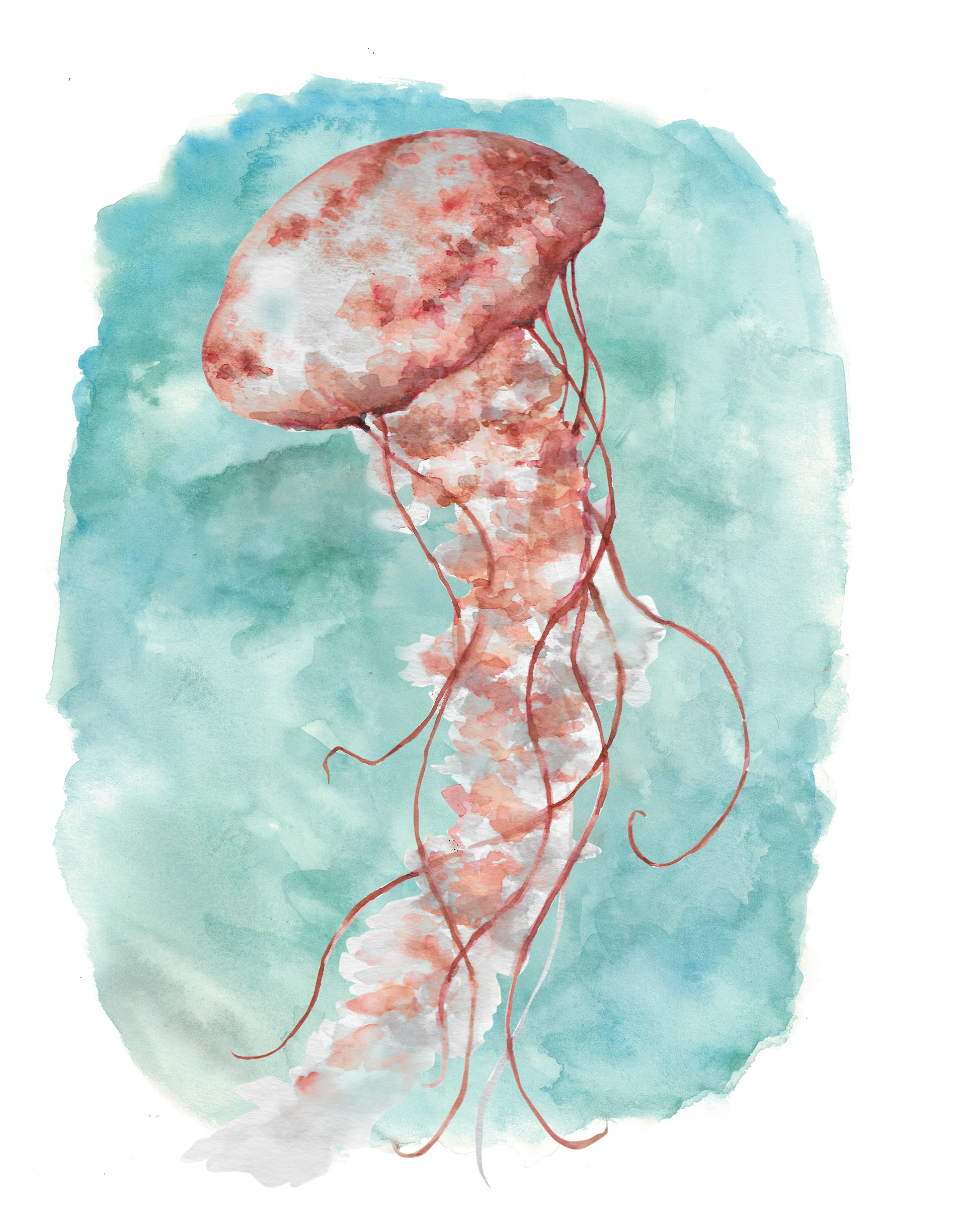 Jellyfish
