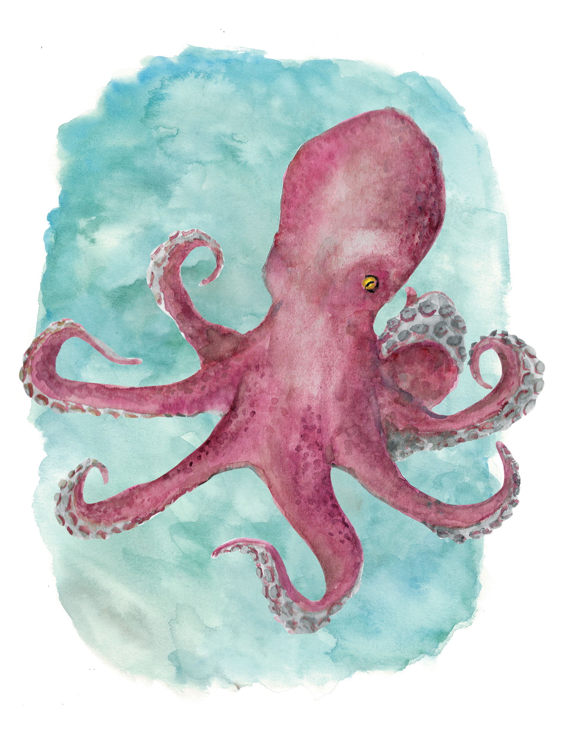 Octopus