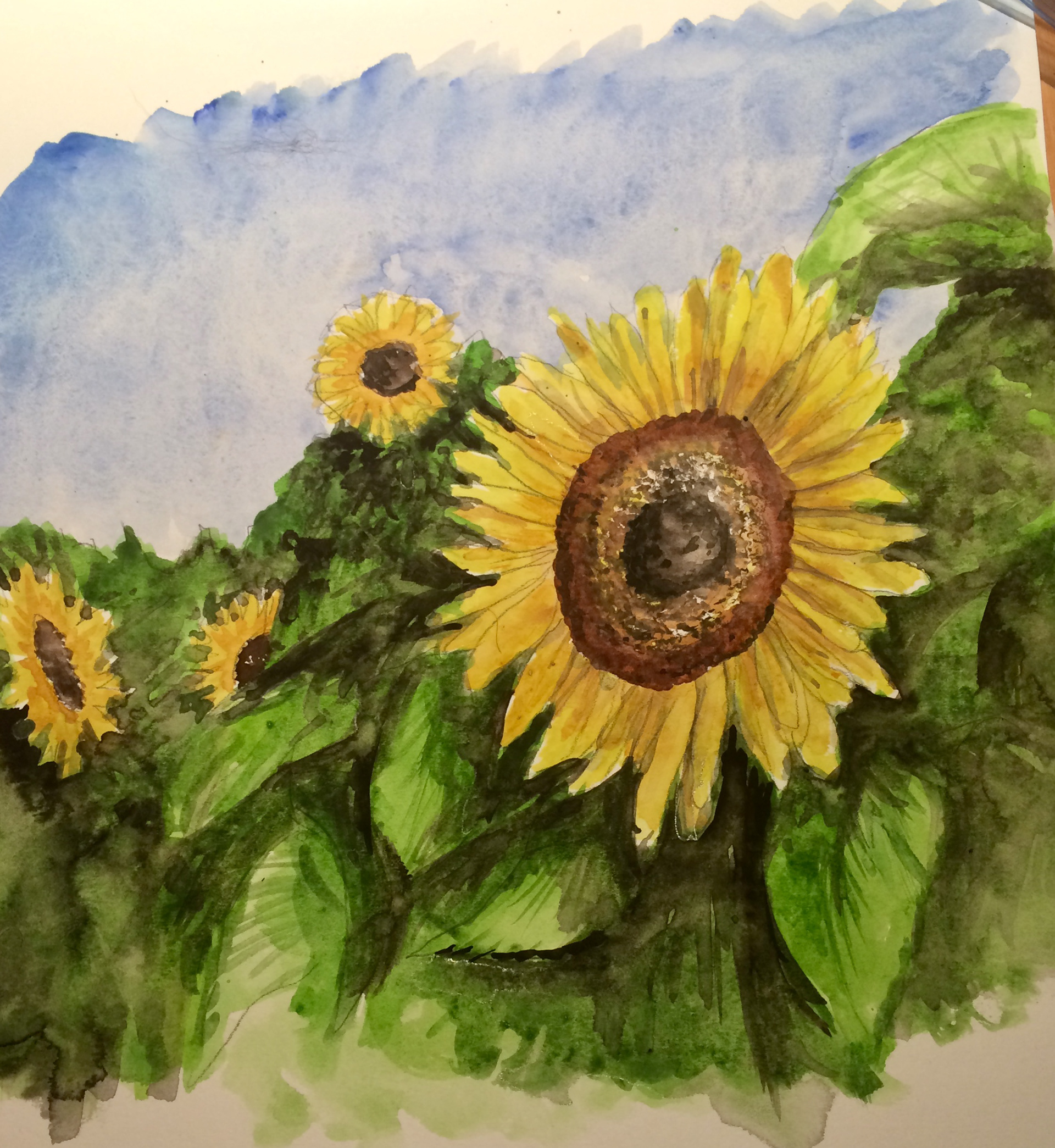Sunflowers