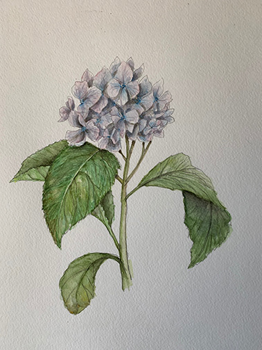 Hydrangea