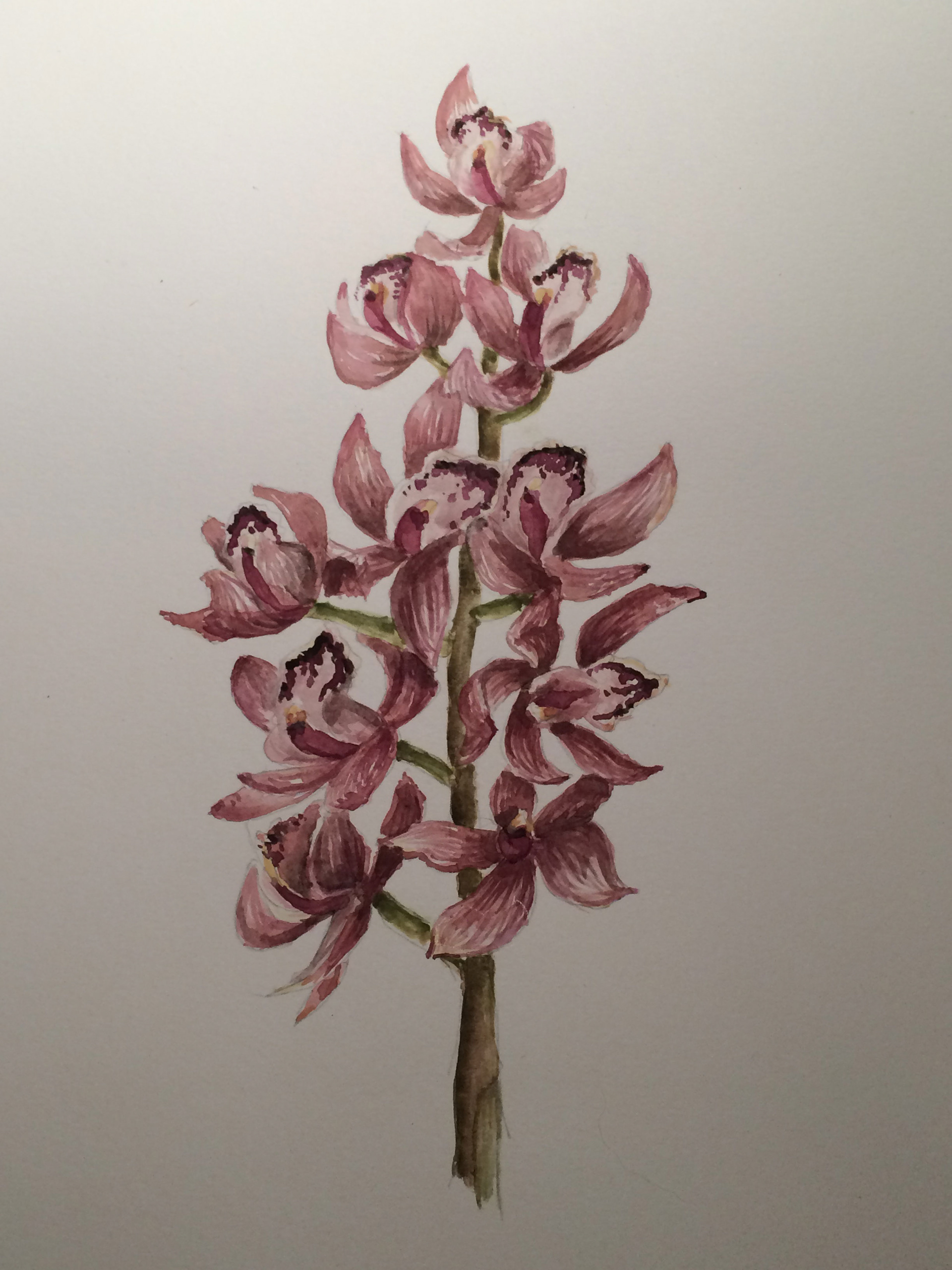 Cymbidium orchid