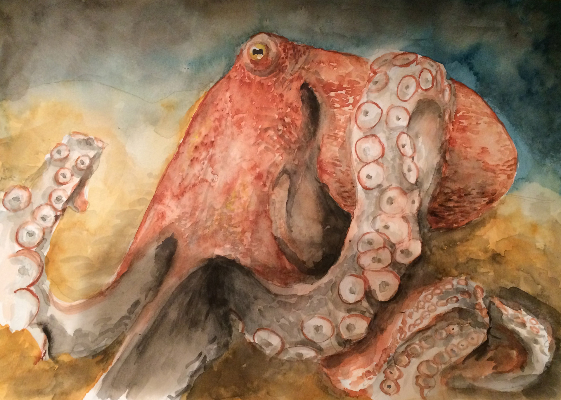Octopus - Honorable Mention 2019 Wild Animal Watercolors San Mateo County Fair