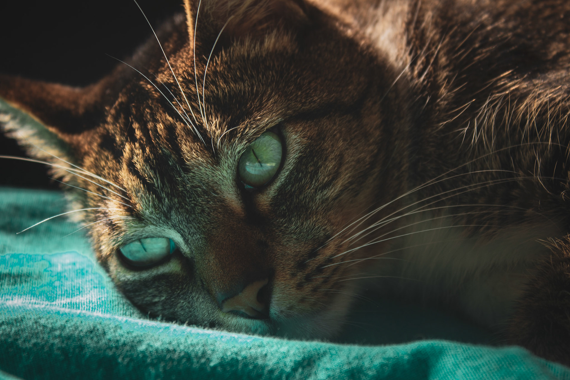Relax and be a cat