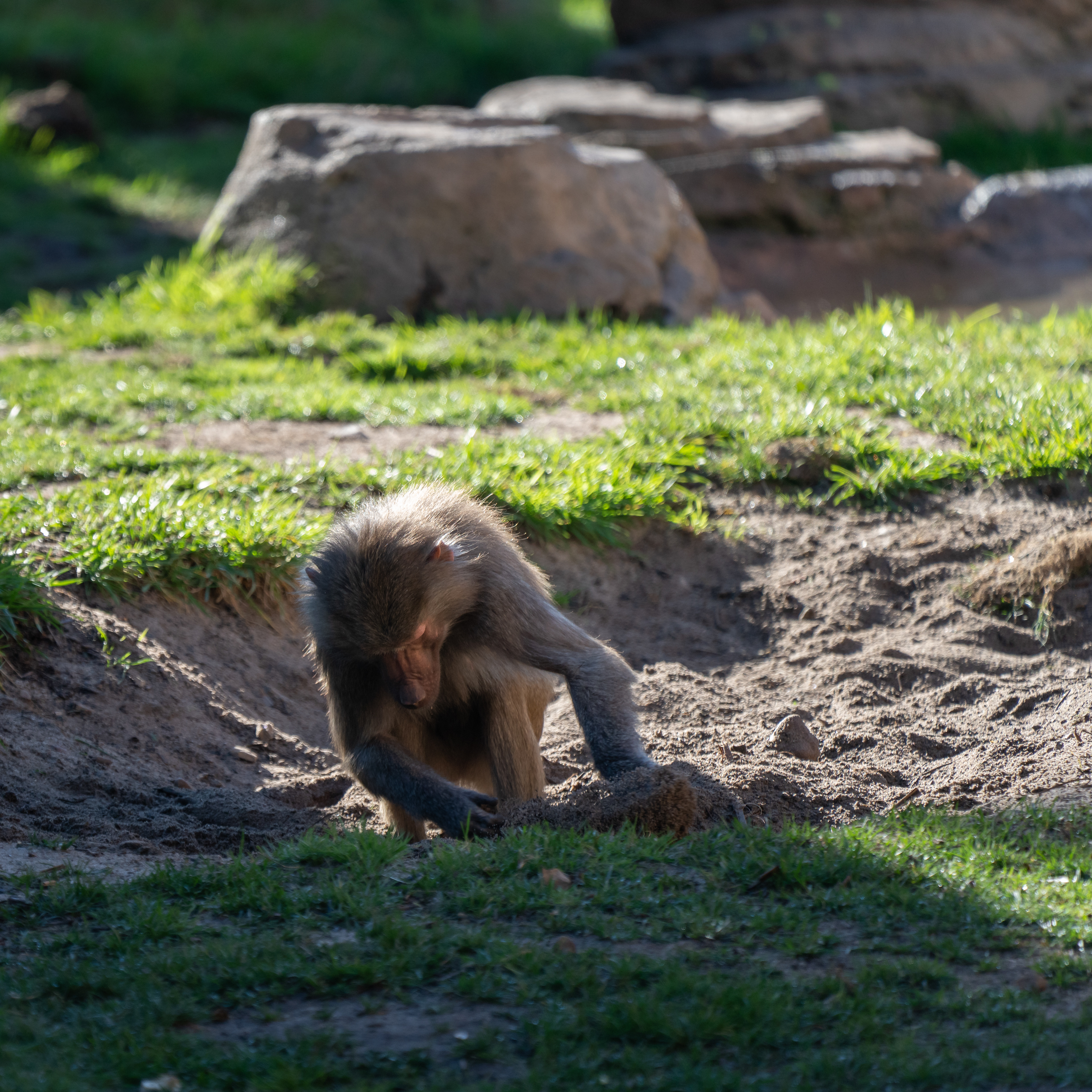 Youngster scrabbling in the dirt. Probably a zoo keeper hid something there.