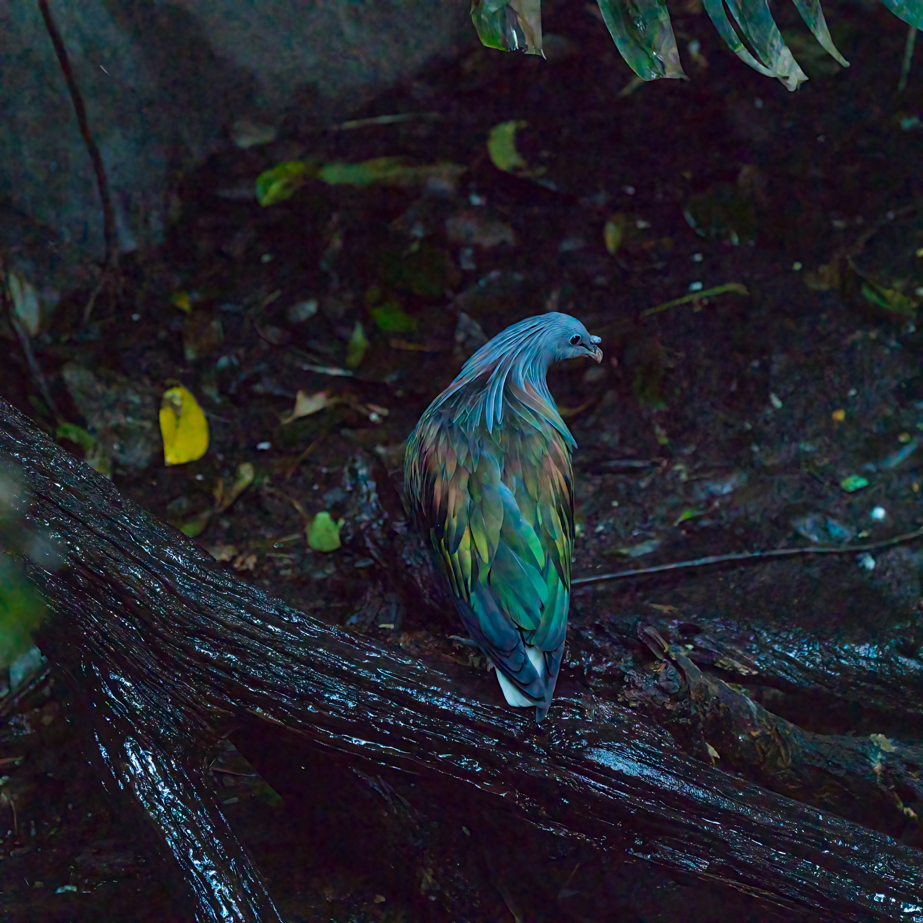 No great photo, but it shows off the extraordinary colouration