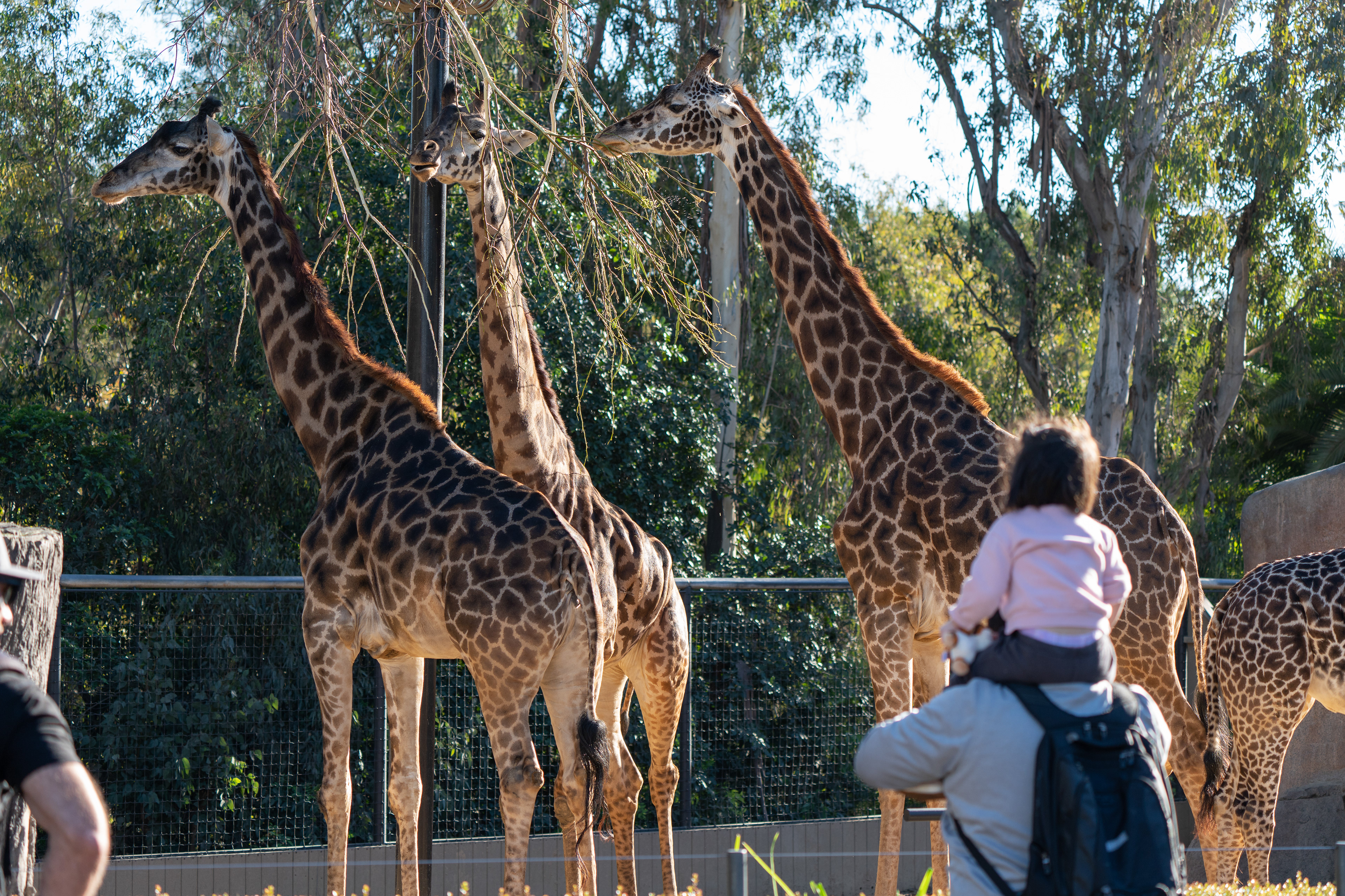 Father and child have a ways to go to rival the giraffes