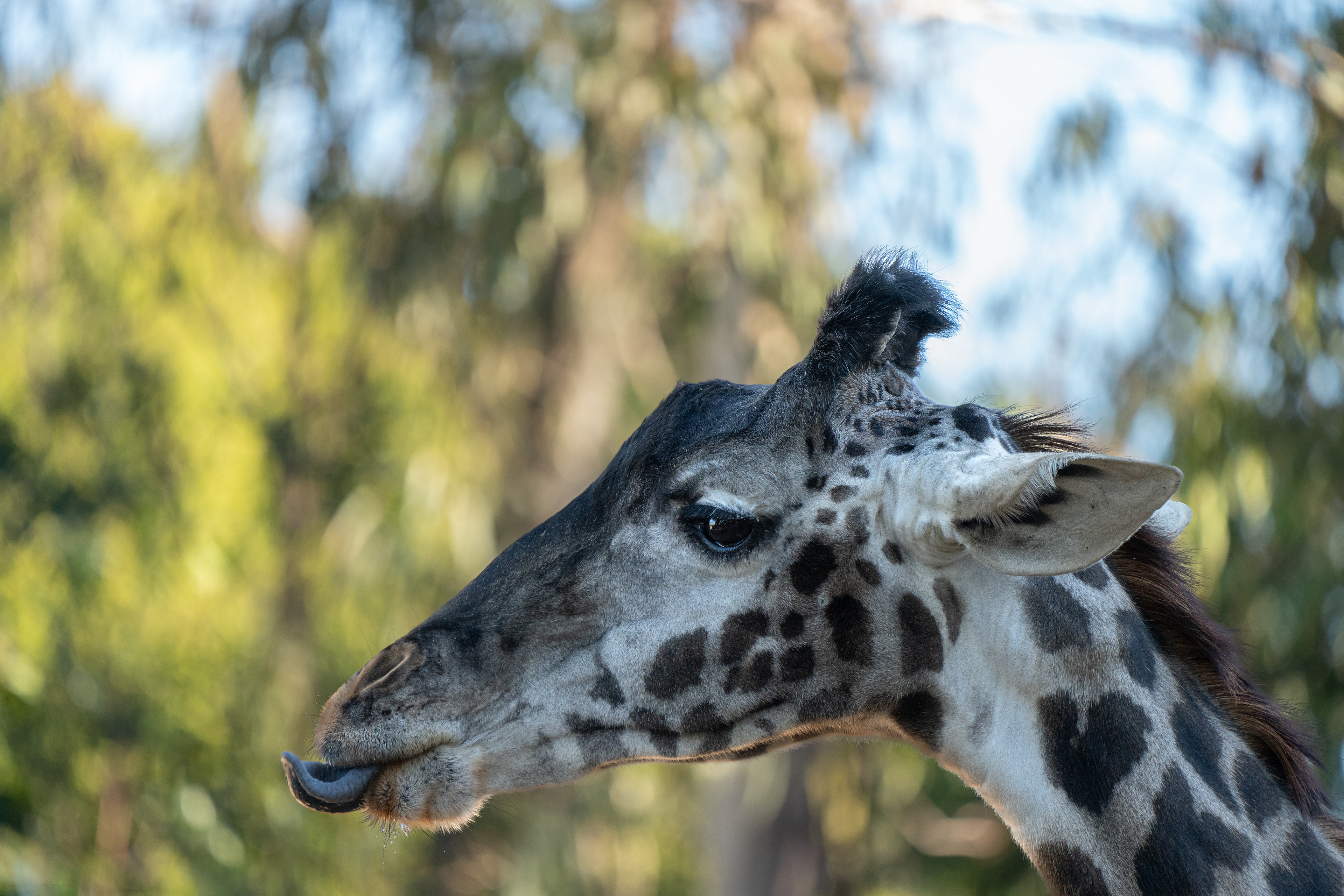 The tongue is long, black and prehensile