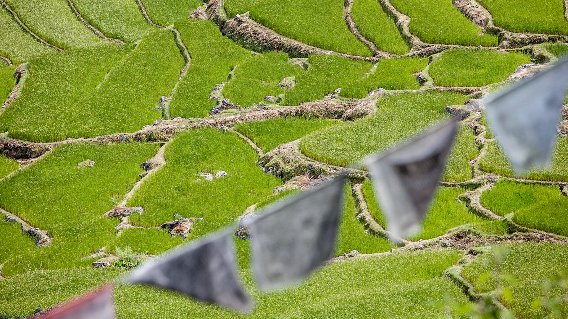 Scenes of rural life in Buthan