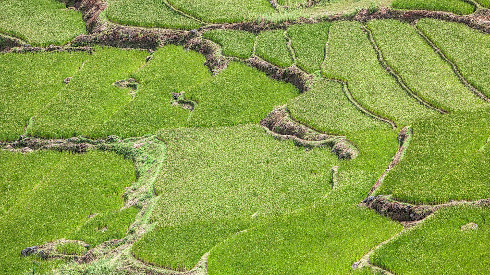 Scenes of rural life in Buthan