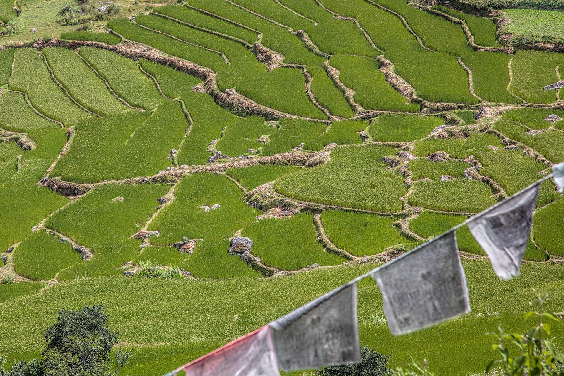 Terraced paddy fields in Buthan