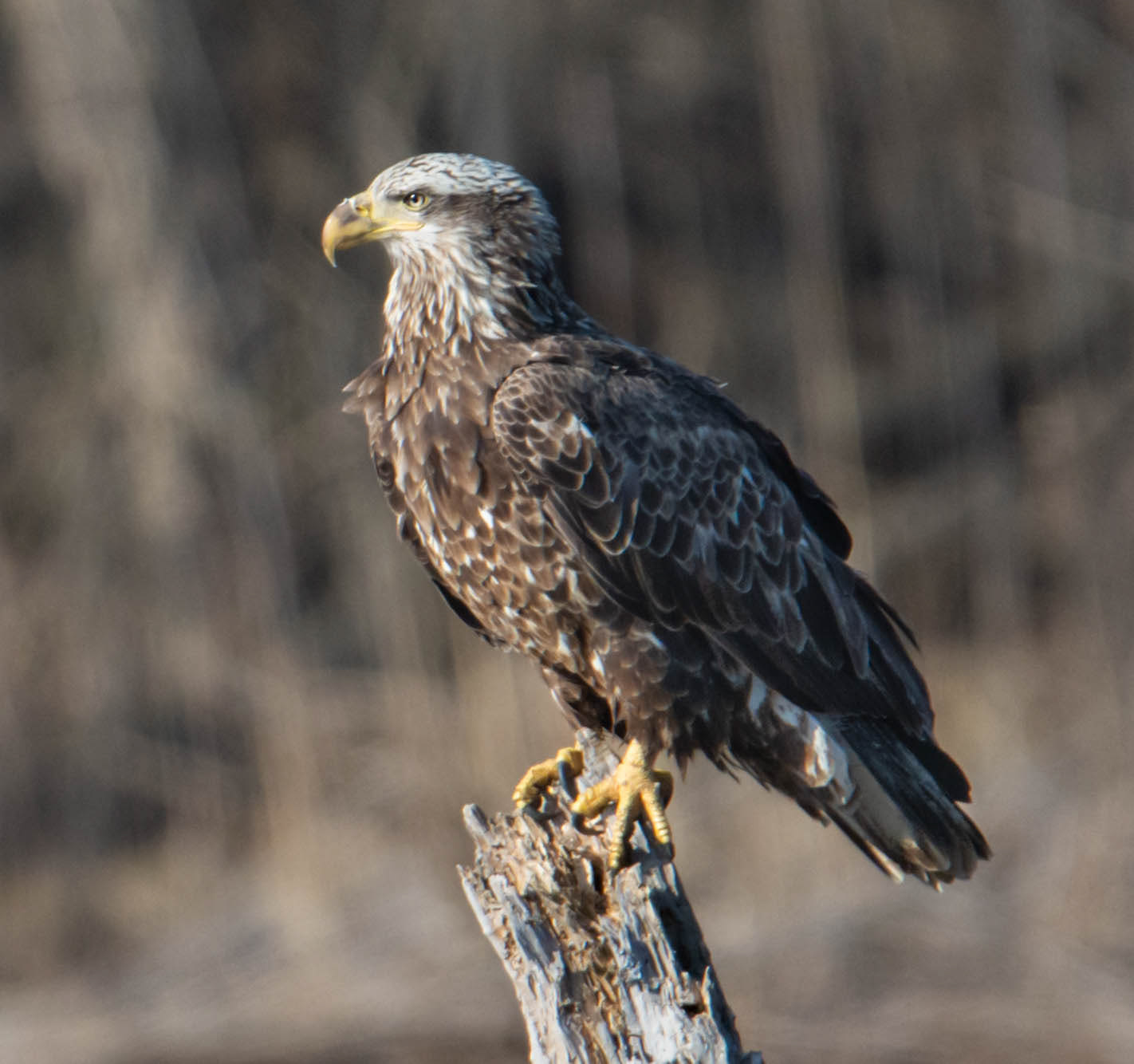 Juvenile American Eagle