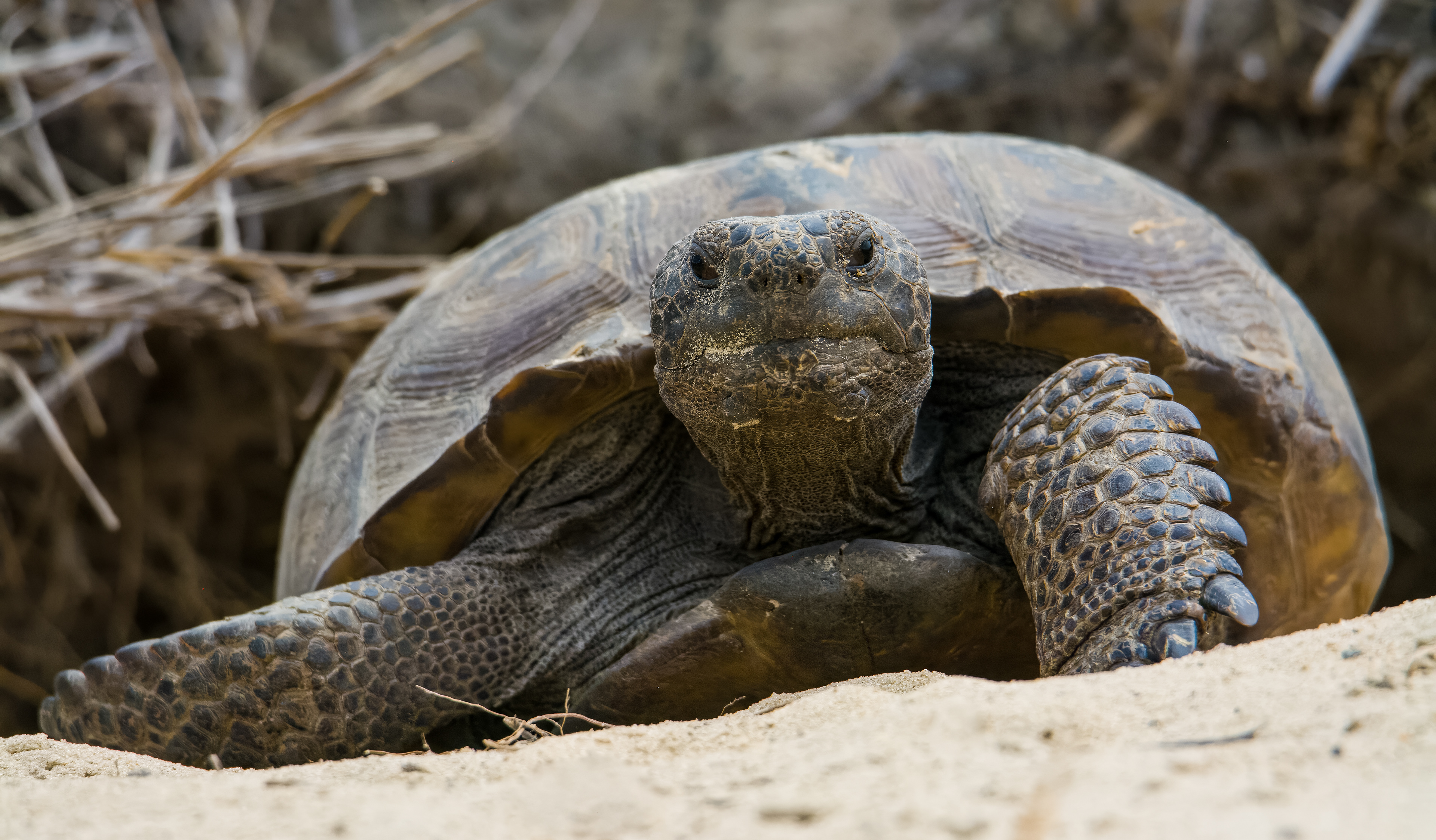 Gopher Tortoise