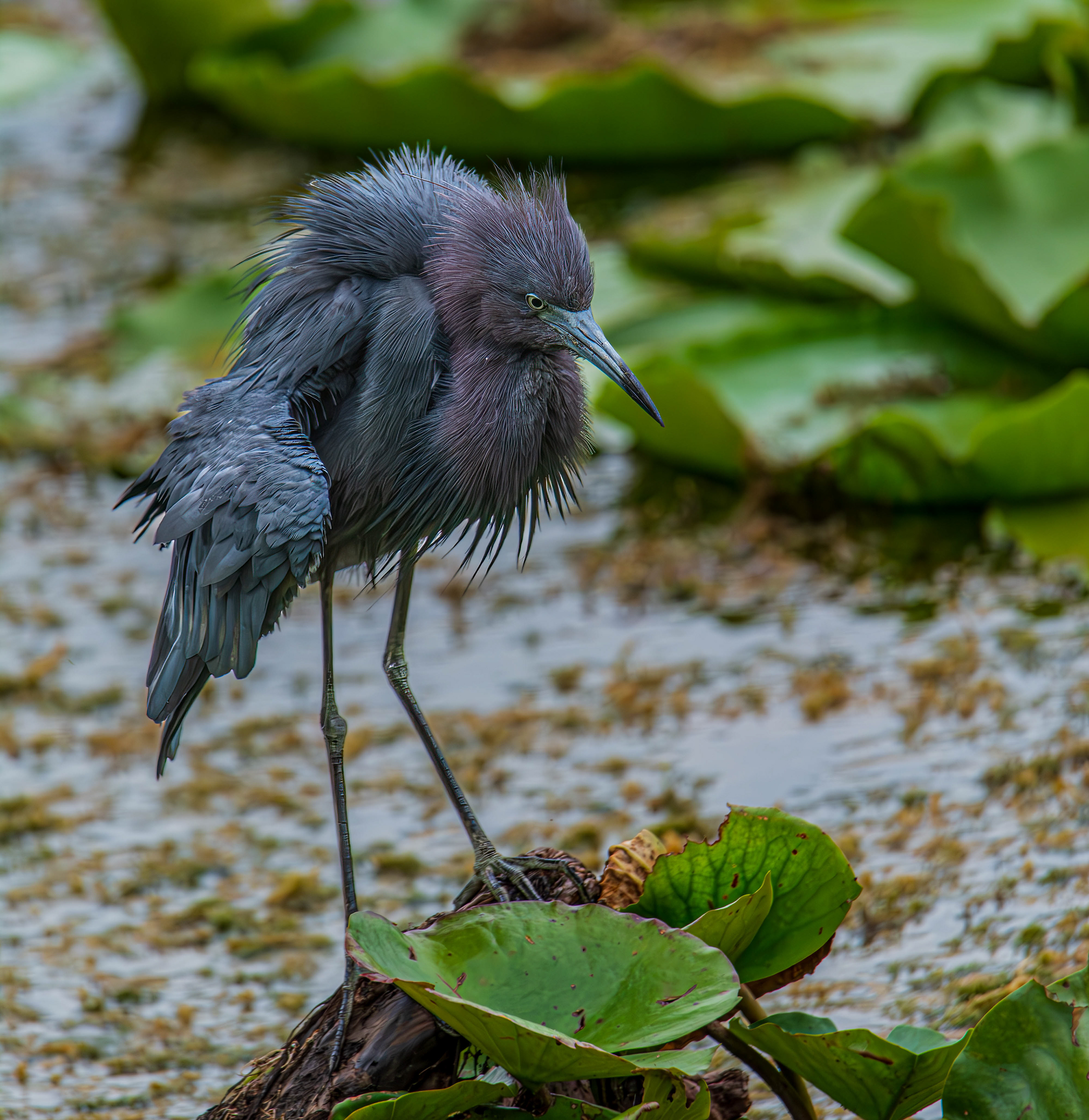 Little Blue Heron