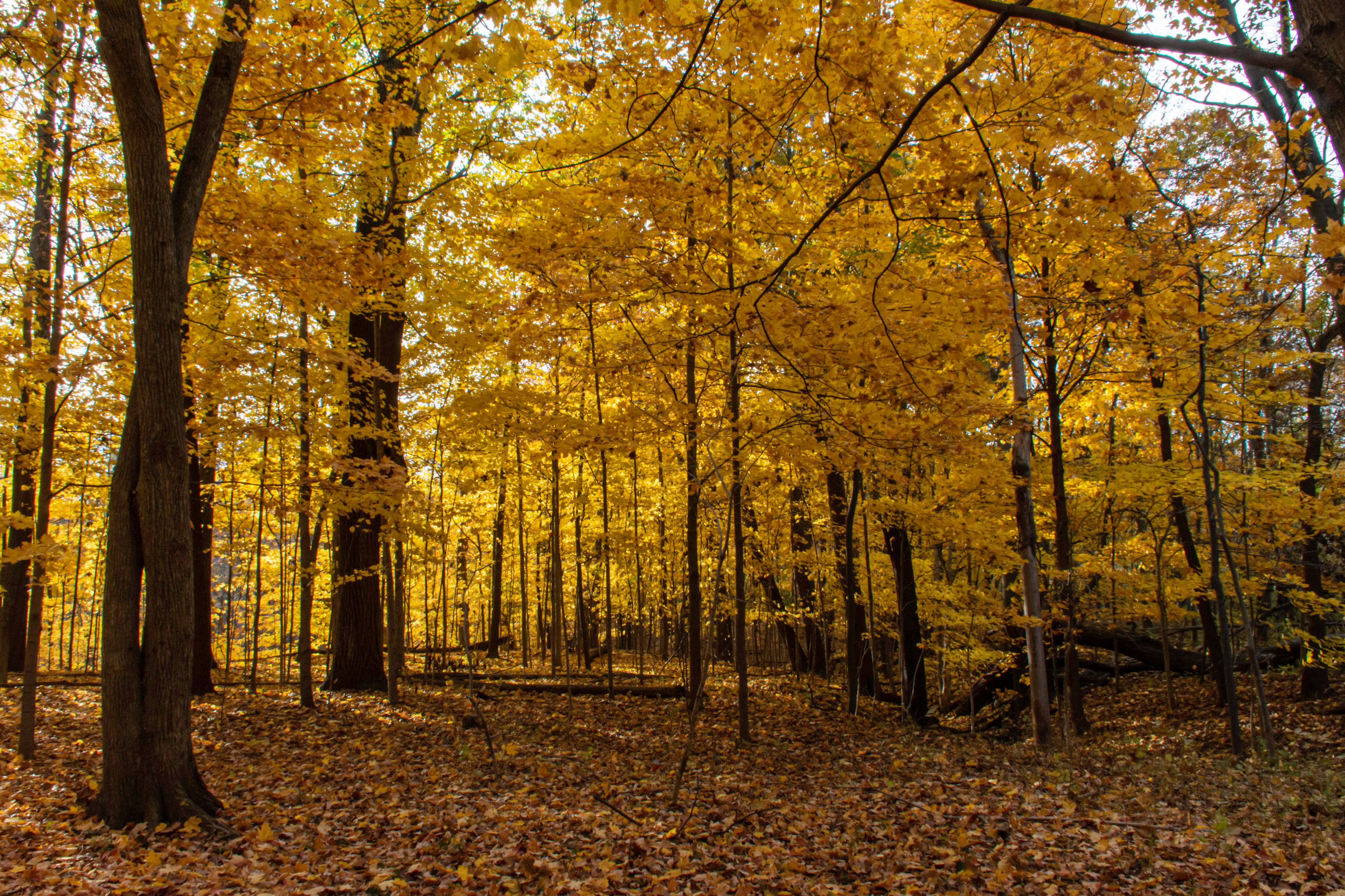 Swan Creek Preserve Metropark, Toledo, OH
