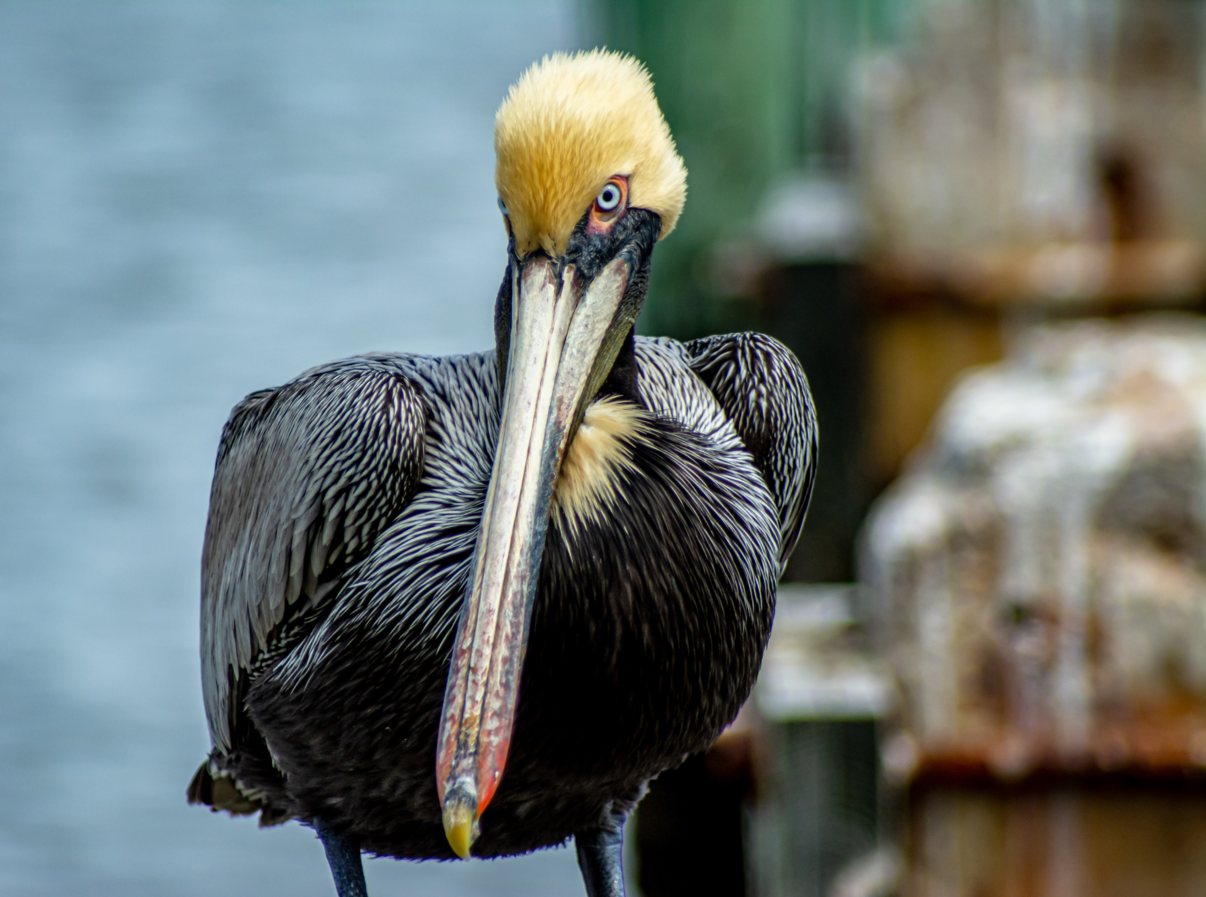 Pelican