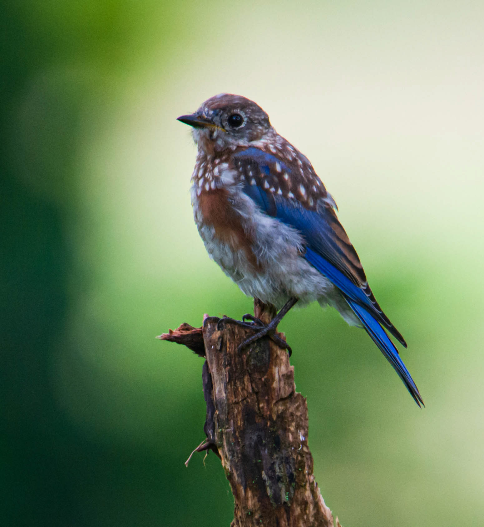 Juvenile Bluebird