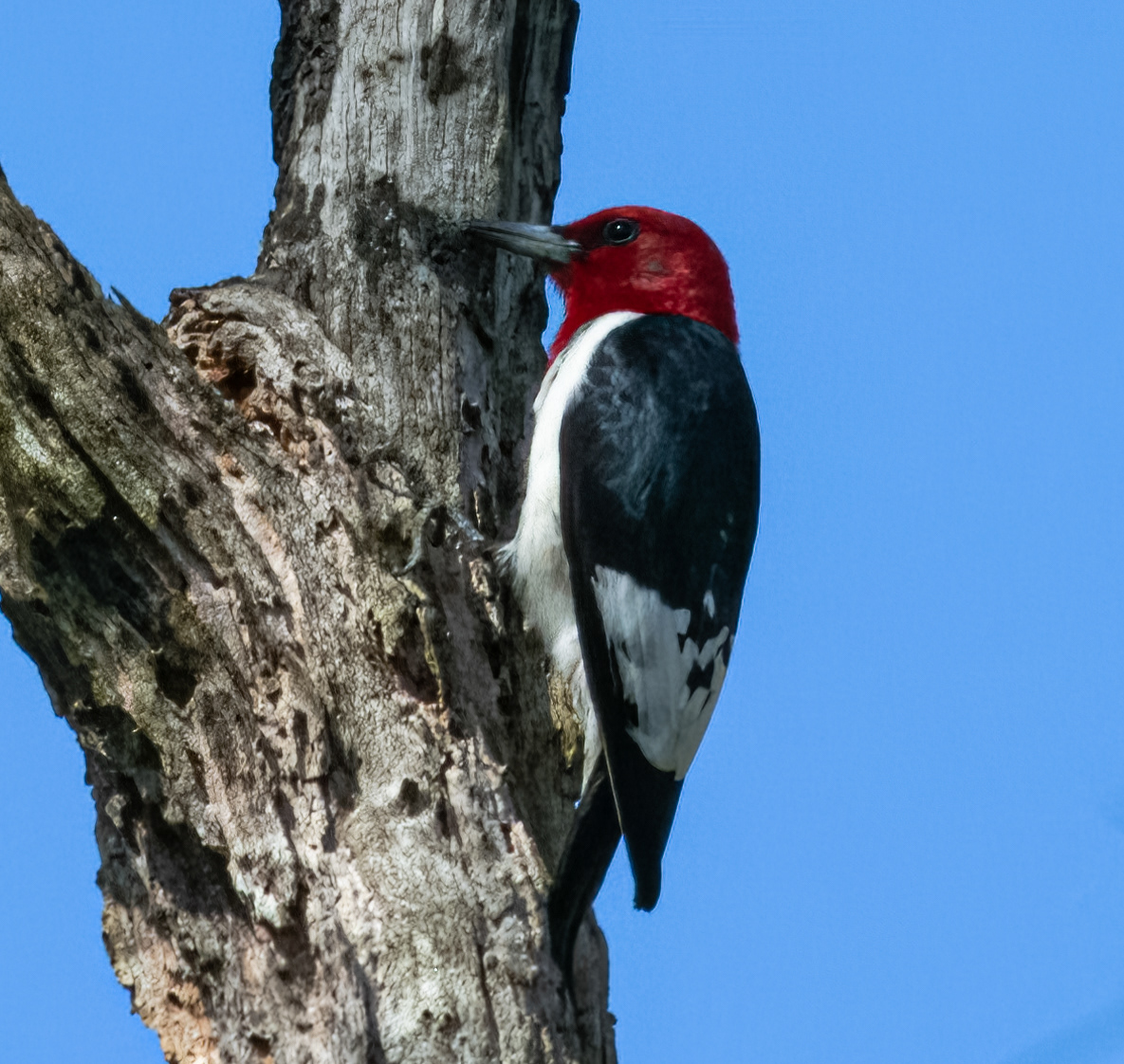 Red Headed Woodpecker