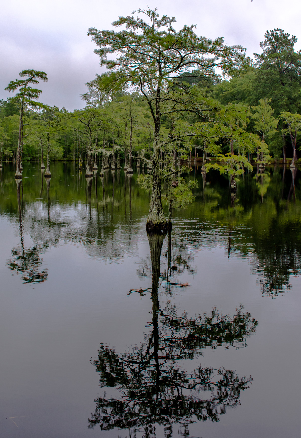 George L. Smith State Park, Twin City, GA