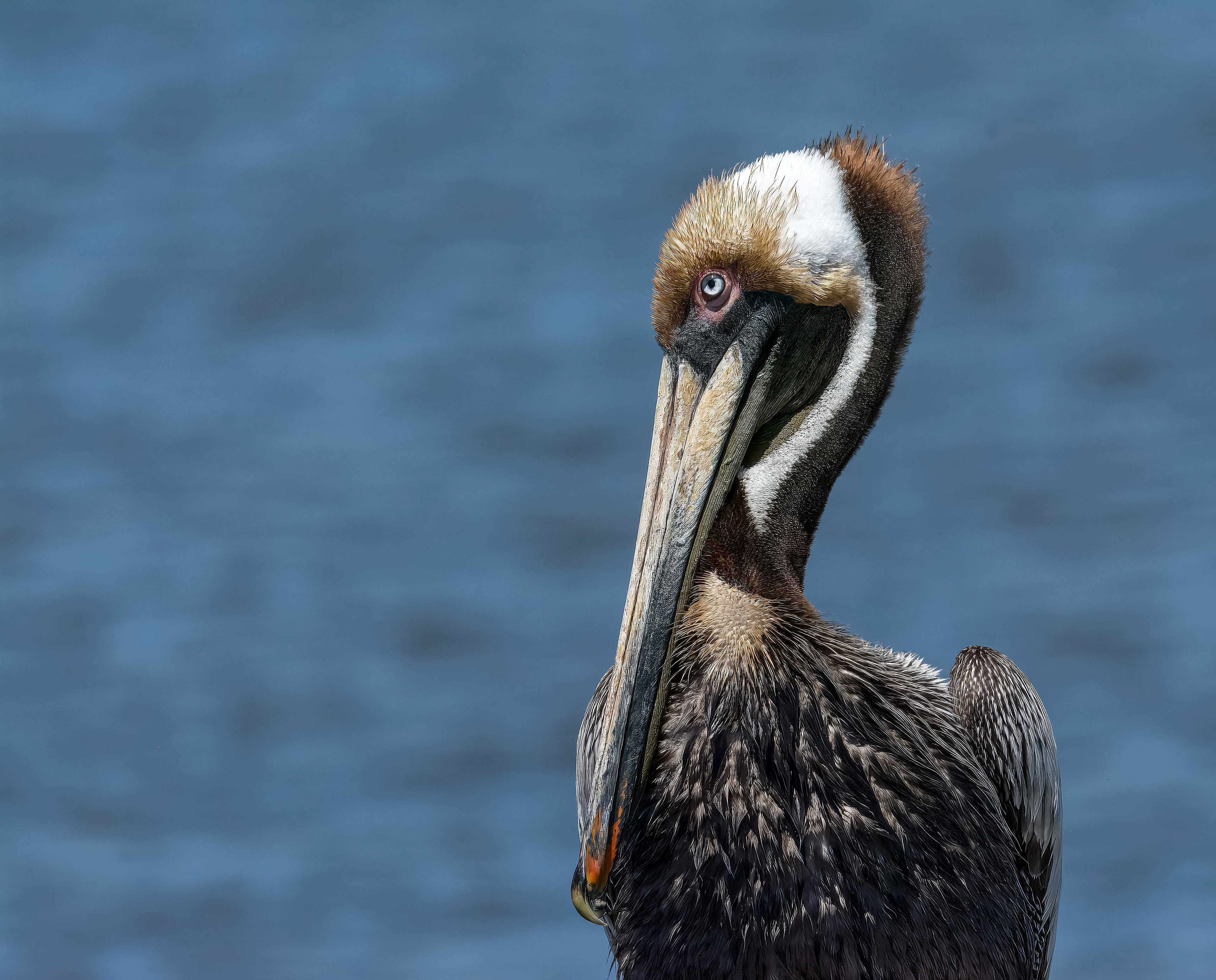 Pelican