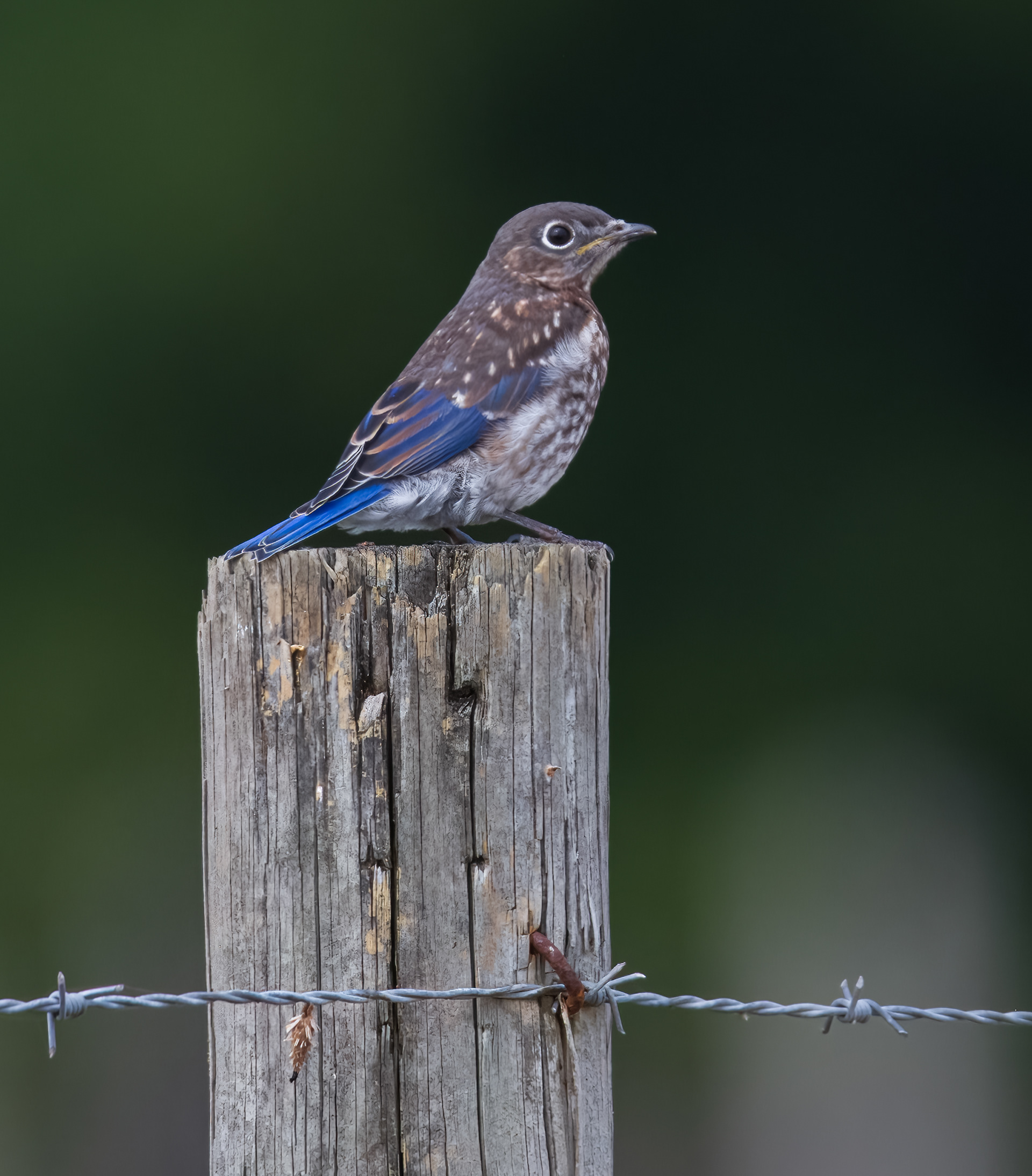 Juvenile Bluebird