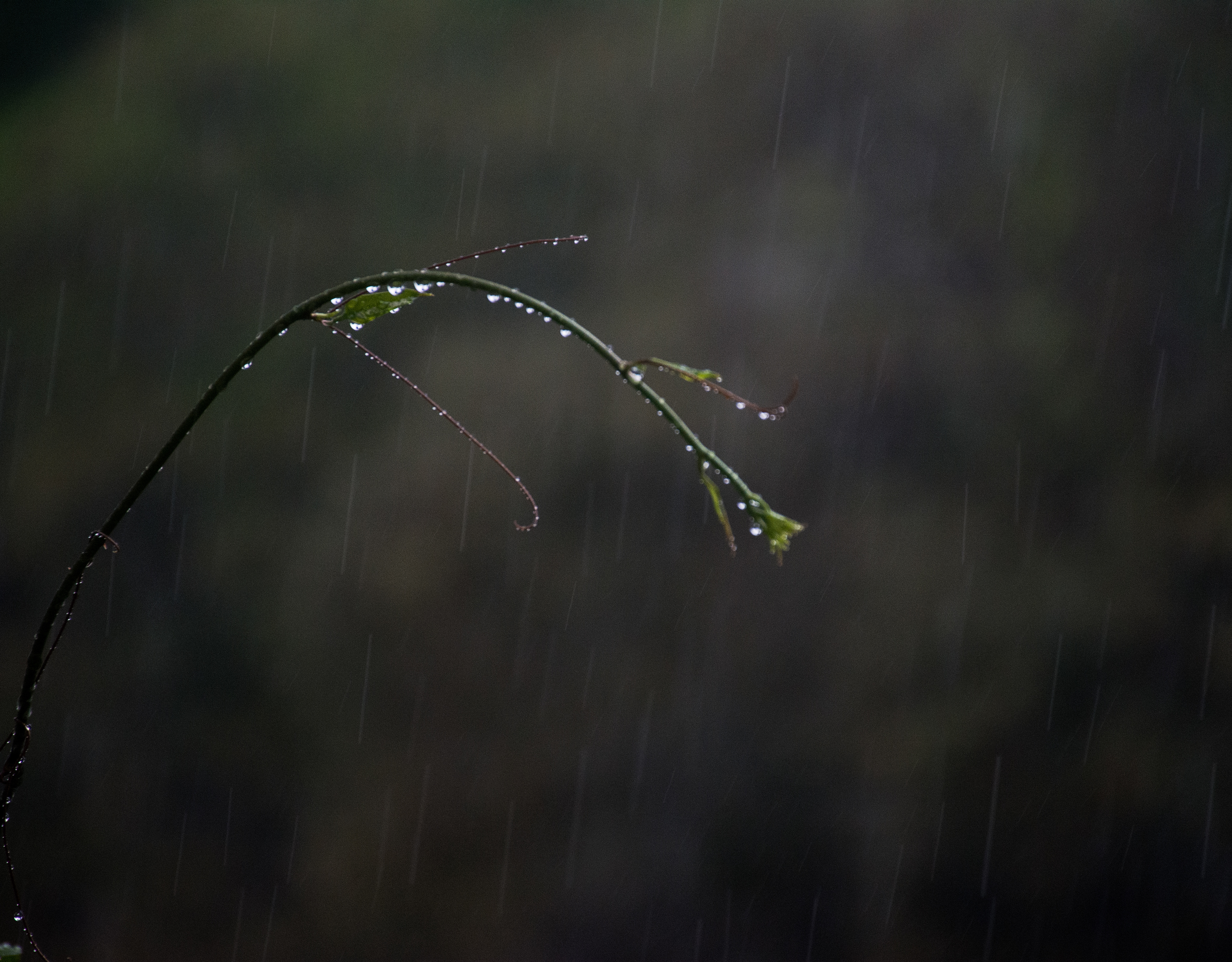 Florida Rainstorm