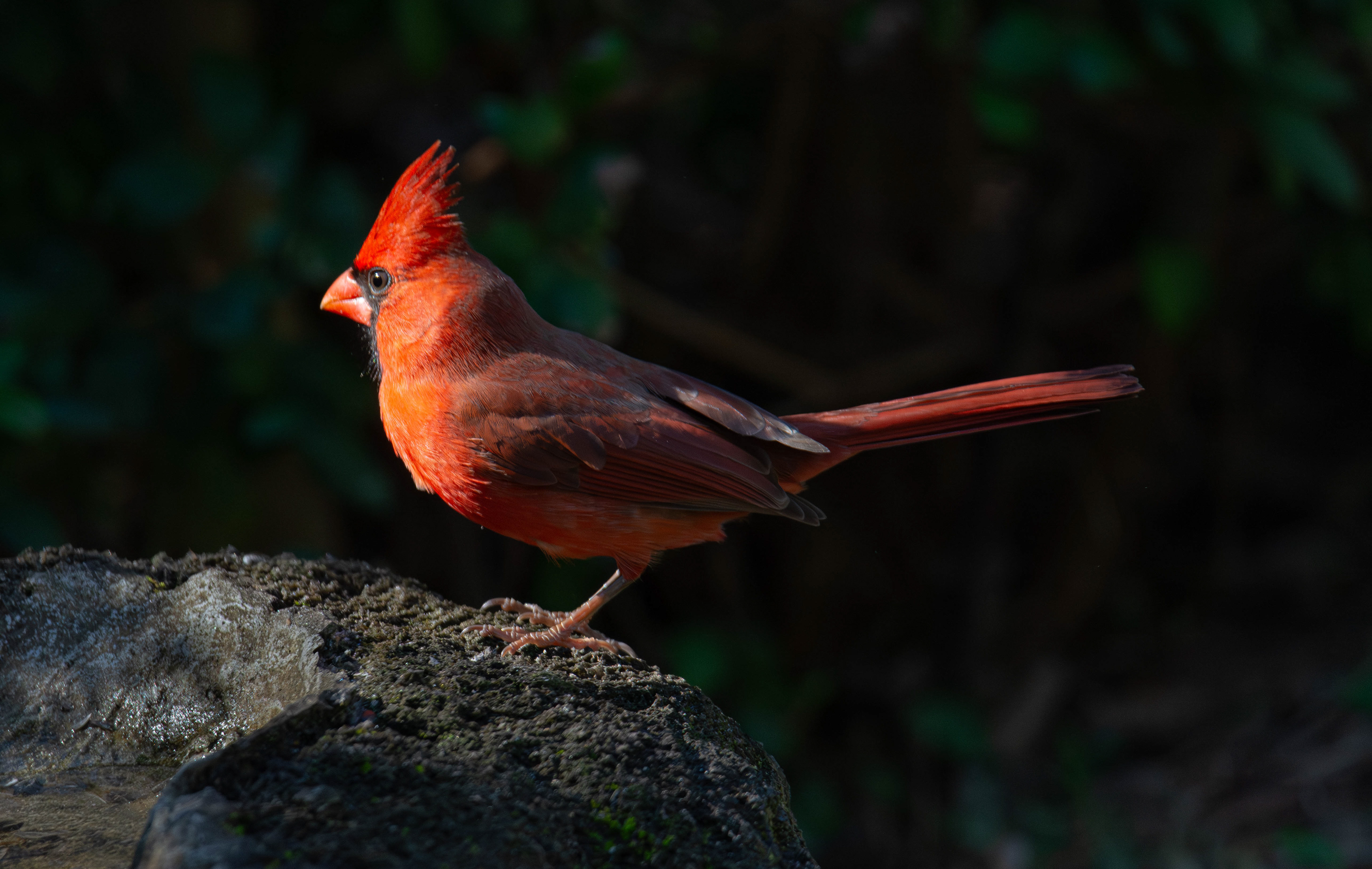 Cardinal